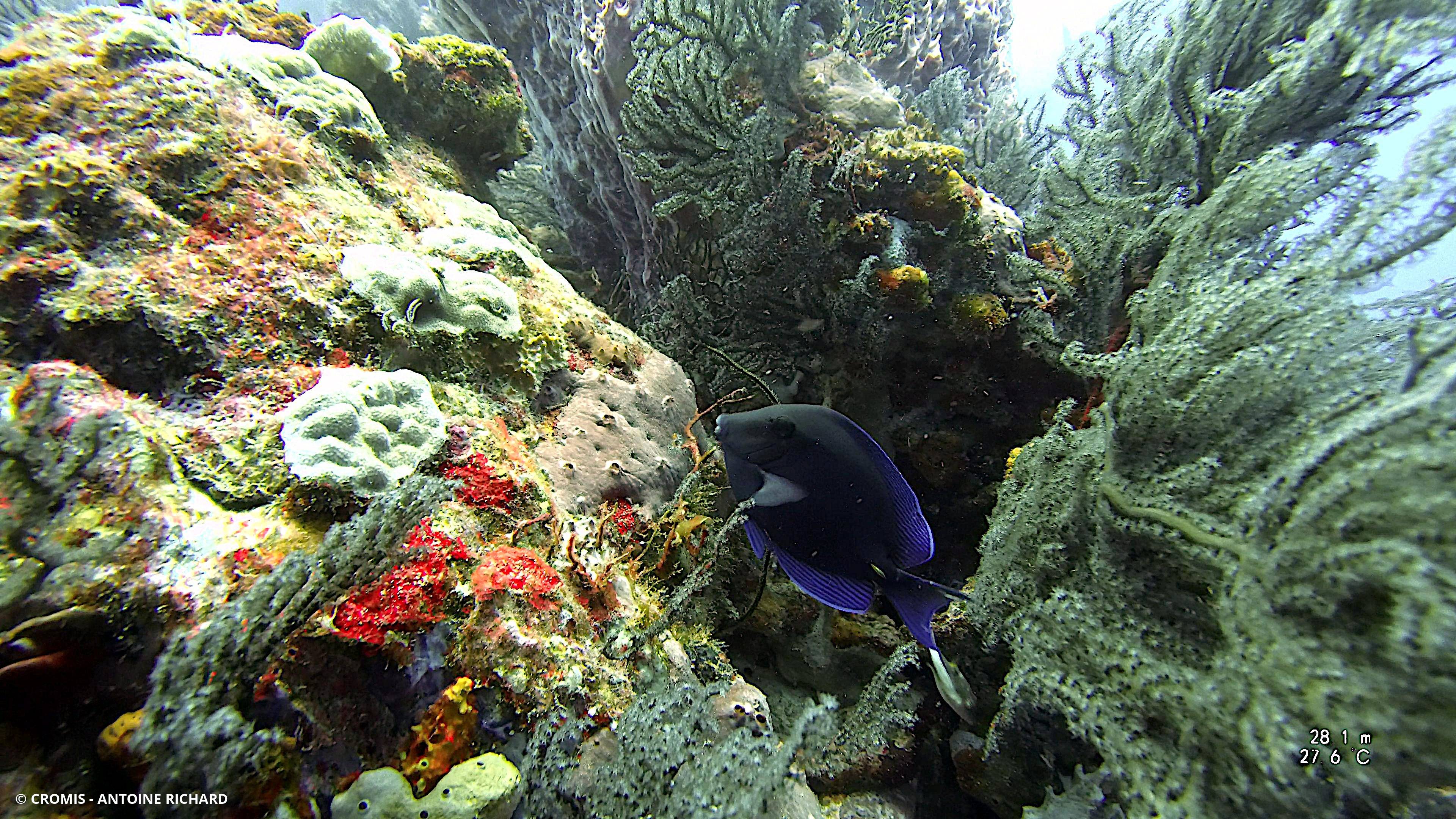 Chirurgien bleu