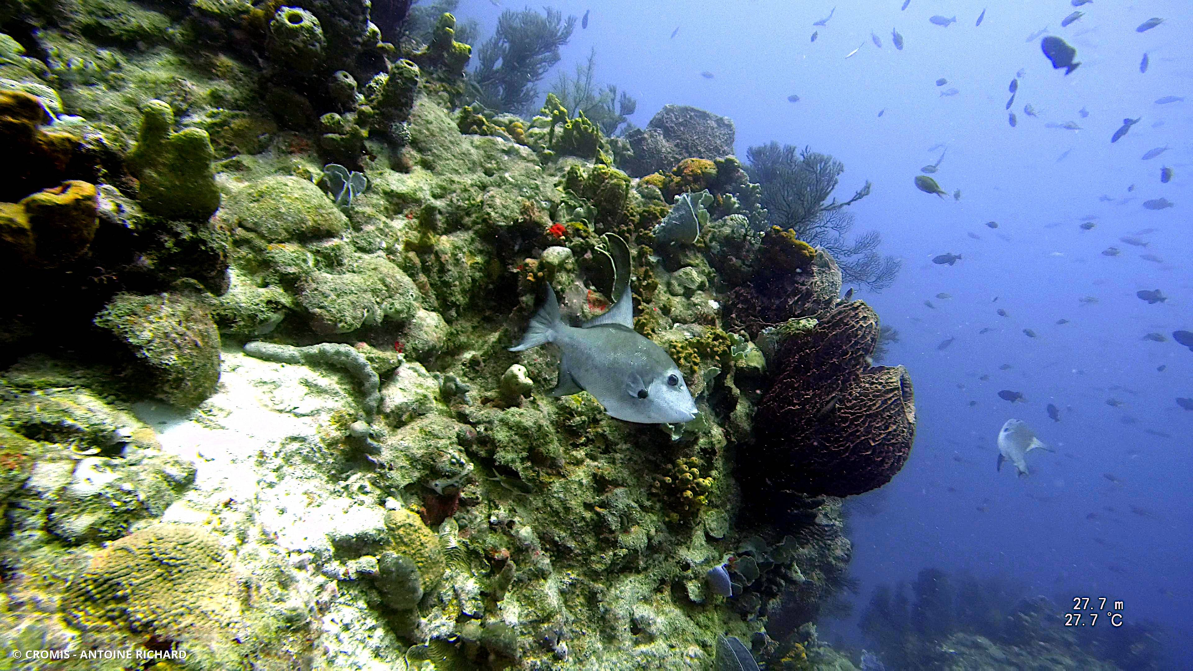 Baliste océanique