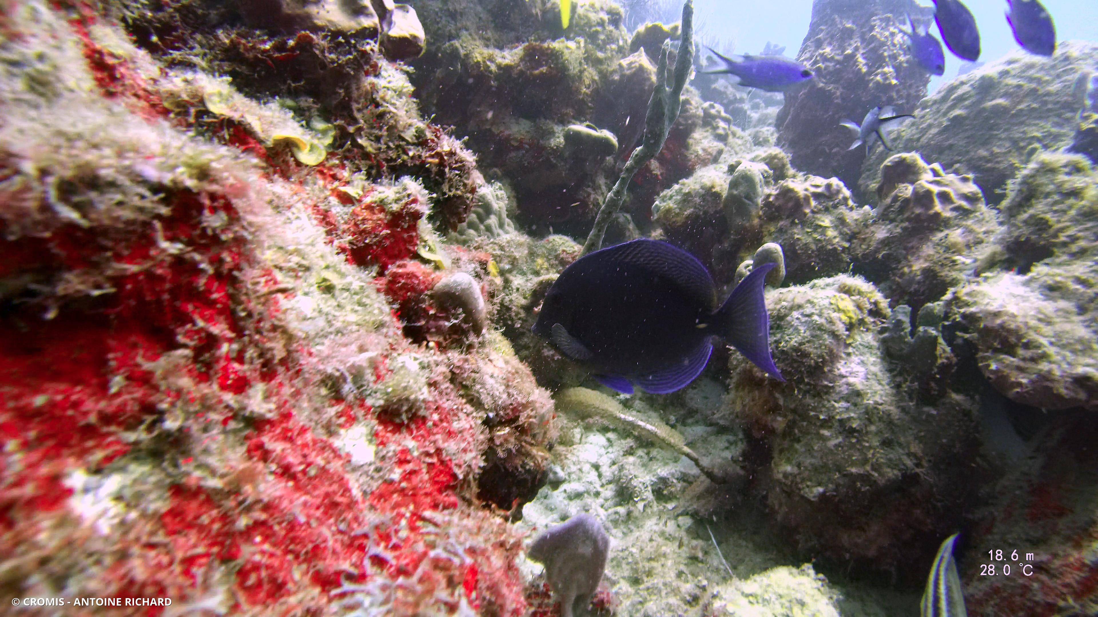 Chirurgien bleu