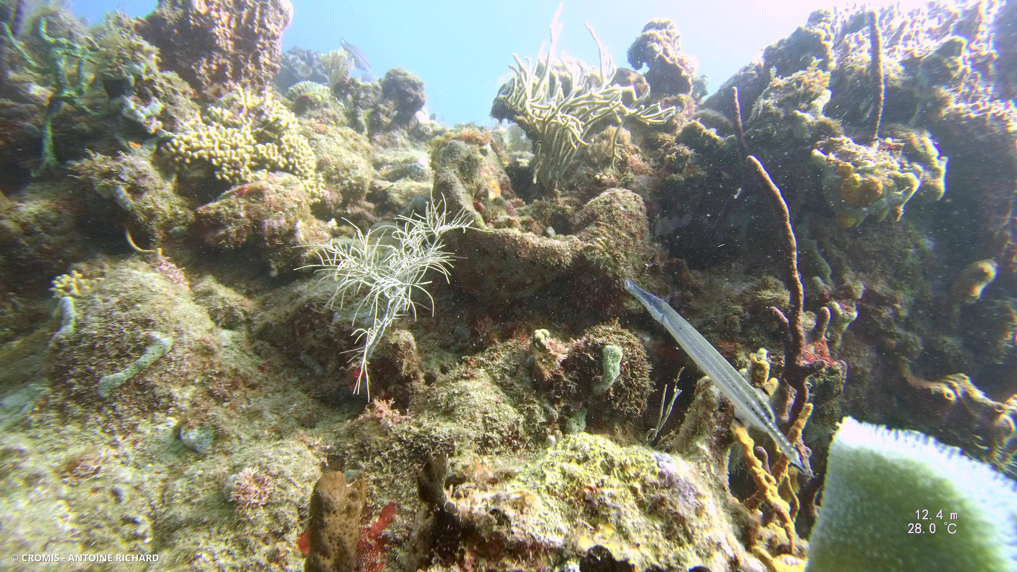 Poisson-trompette des Caraïbes