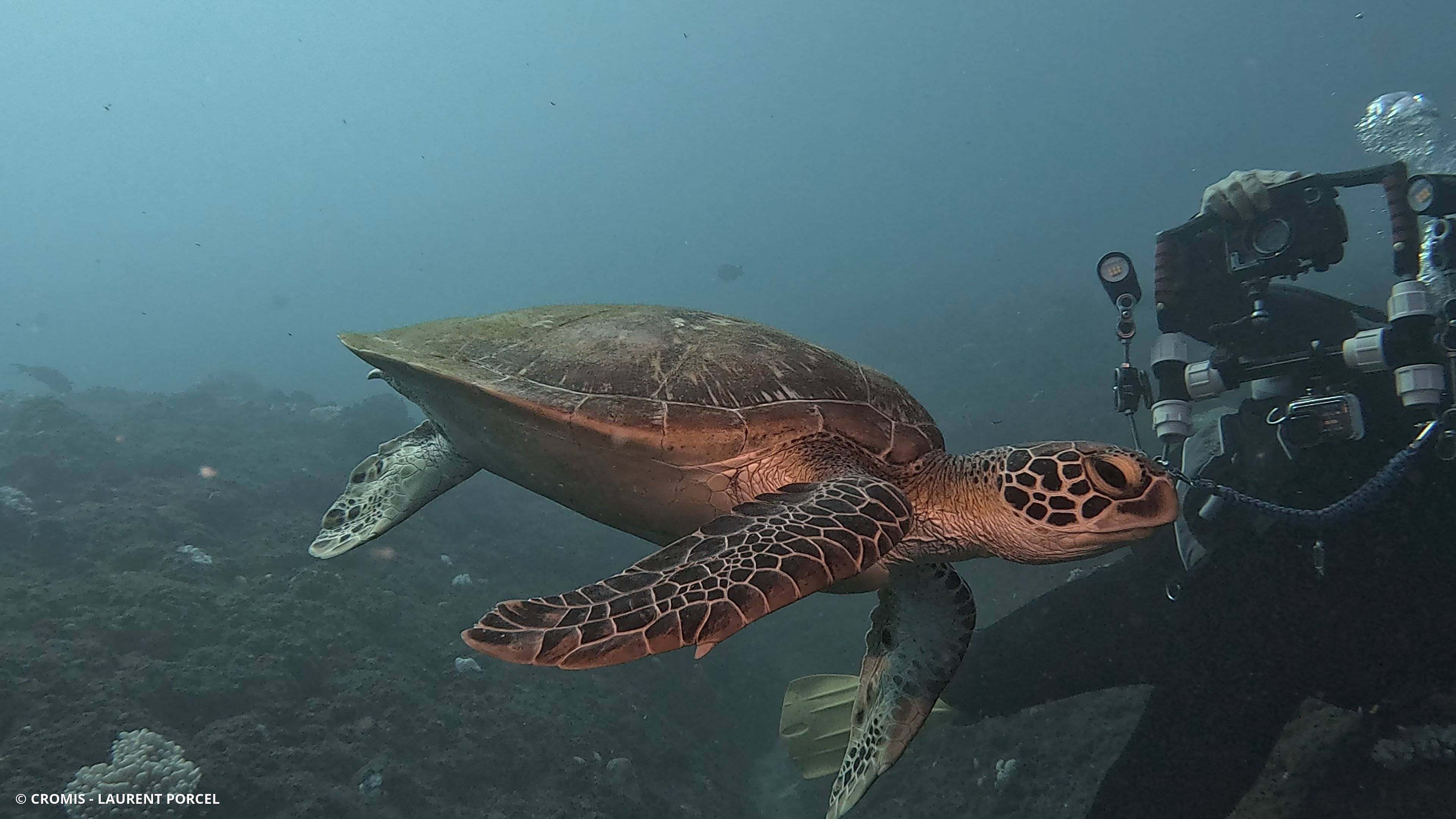 Tortue verte
