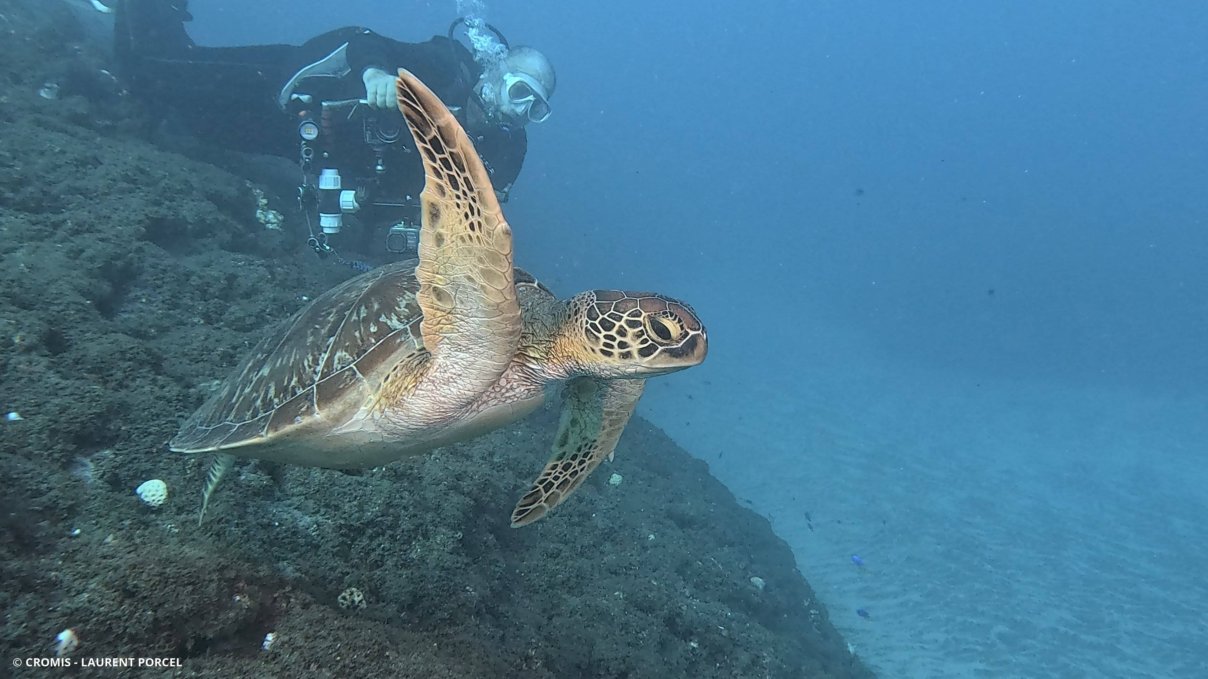 Tortue verte