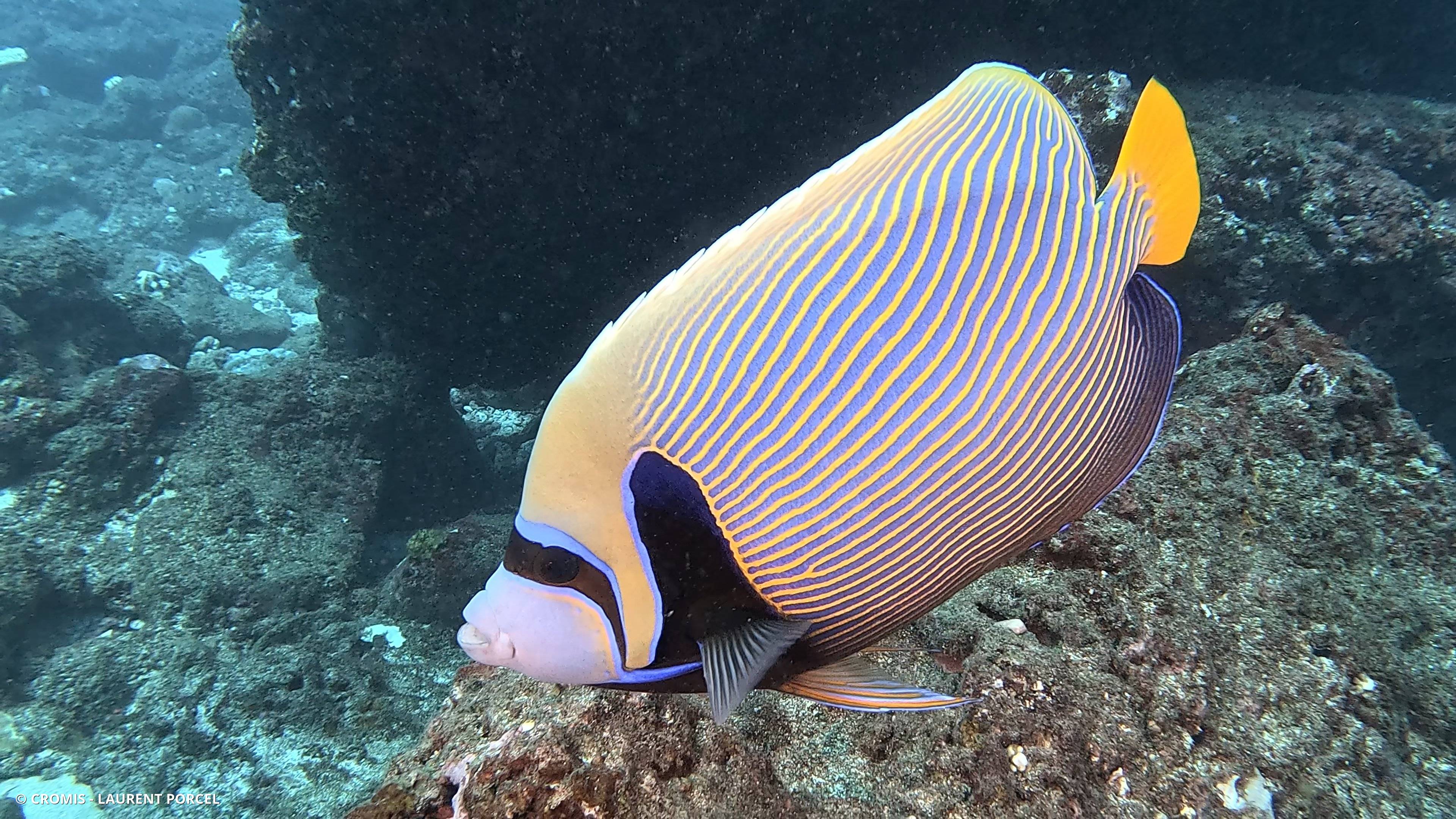 Poisson-ange empereur