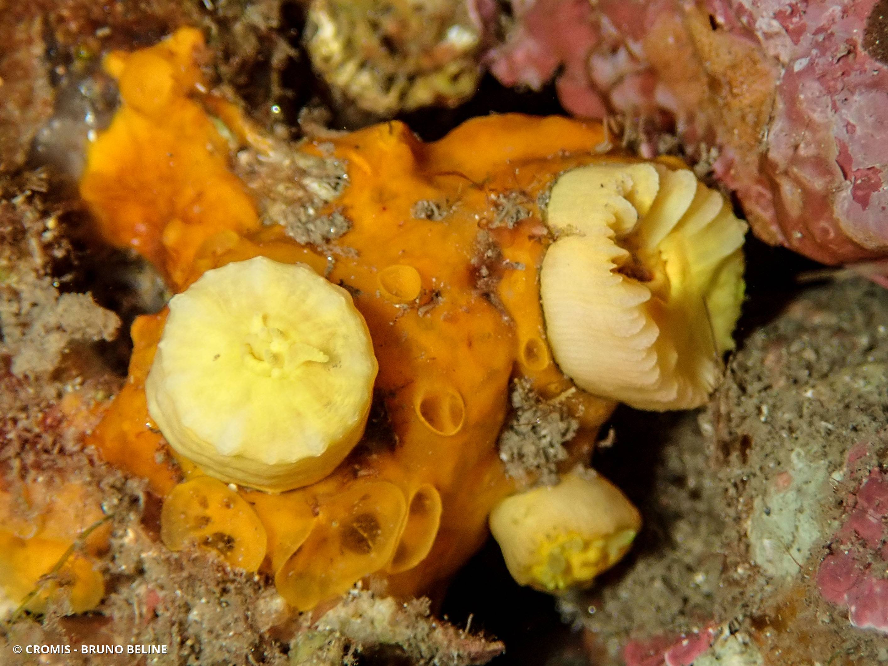 Corail jaune solitaire