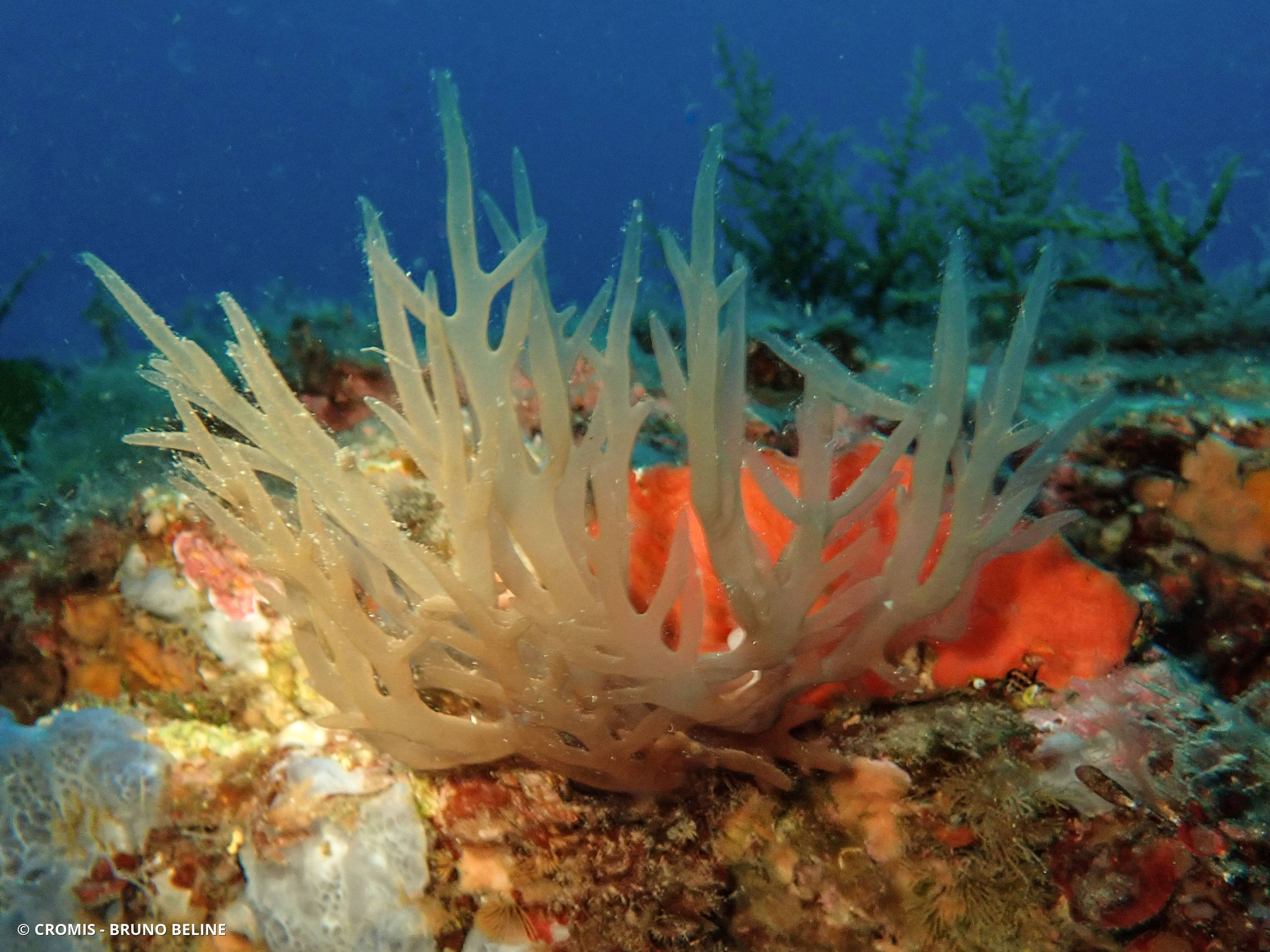Algue branchue cartilagineuse