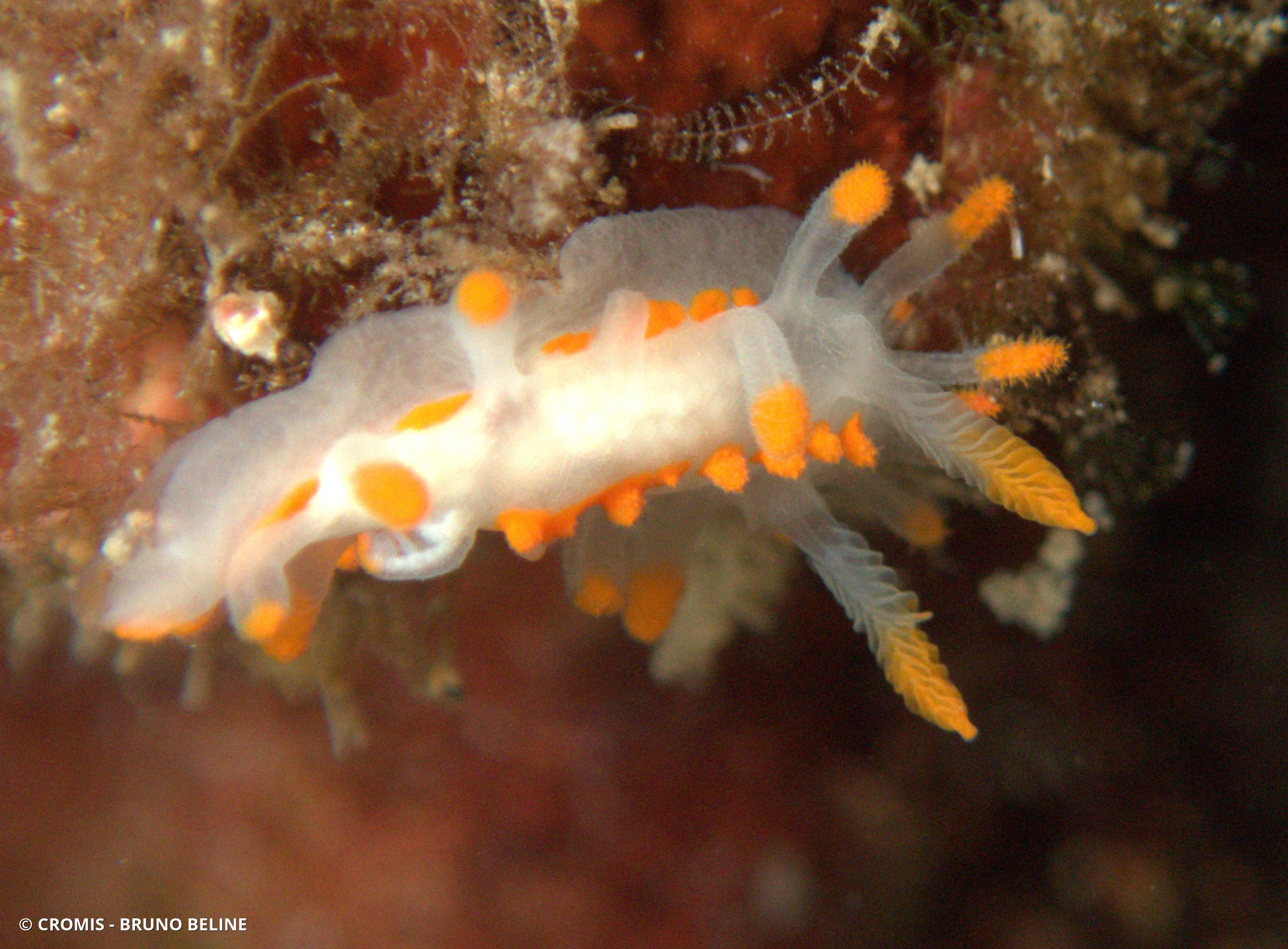 Limacia d'Ines