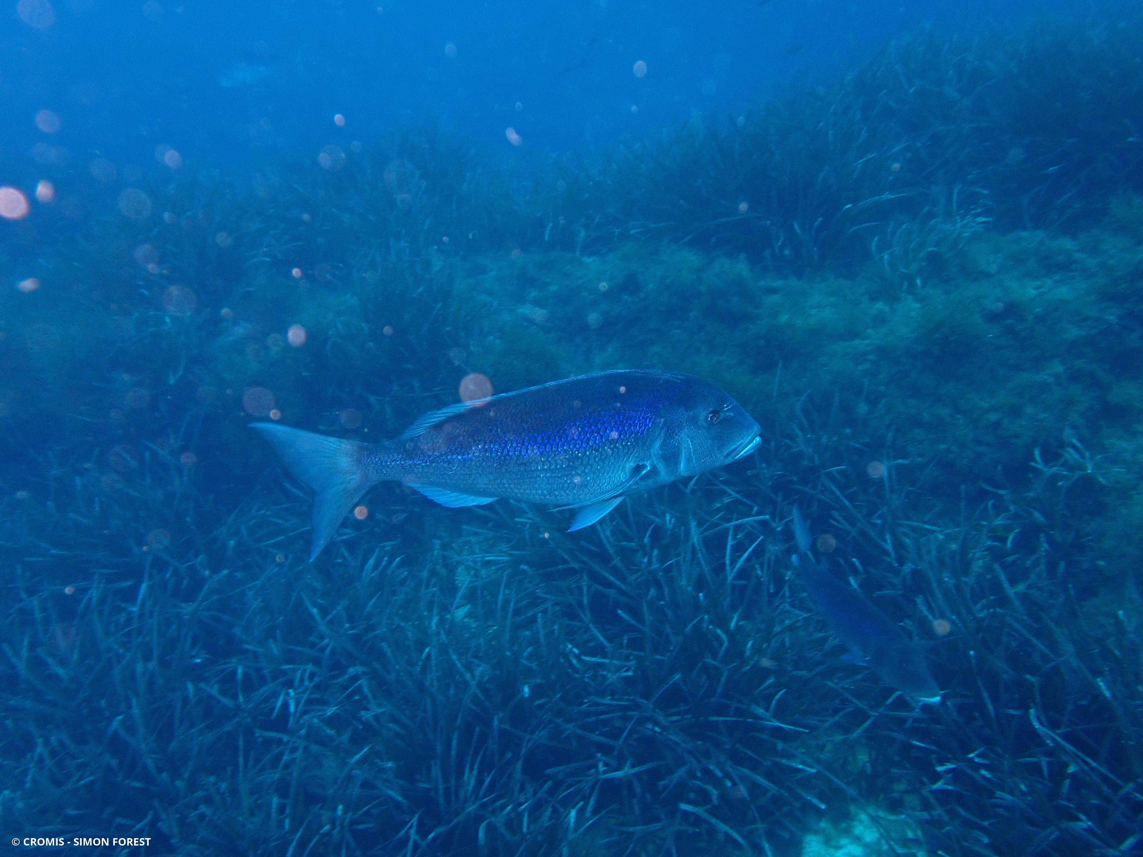 Denté commun, denti