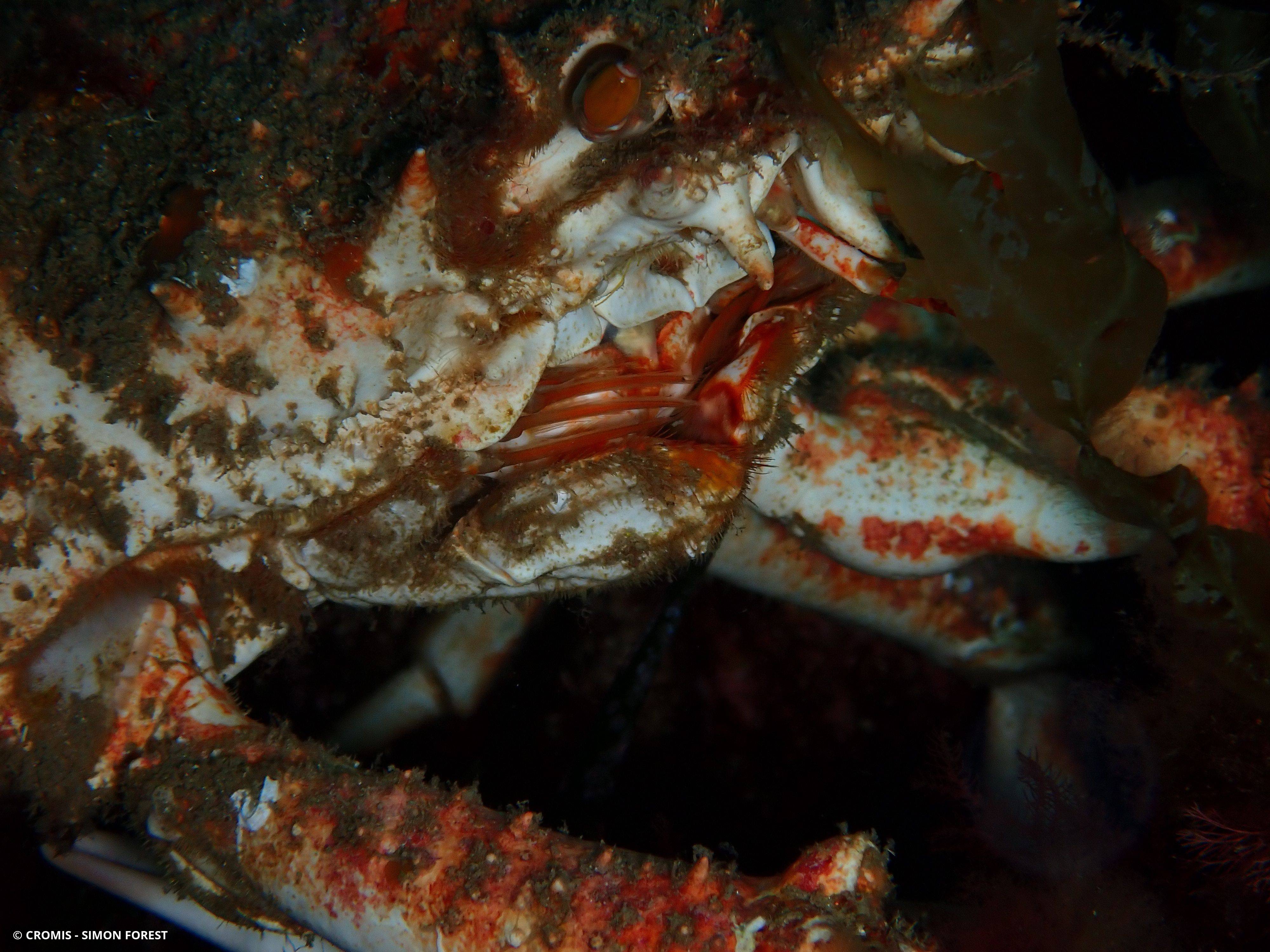 Grande araignée de Méditerranée