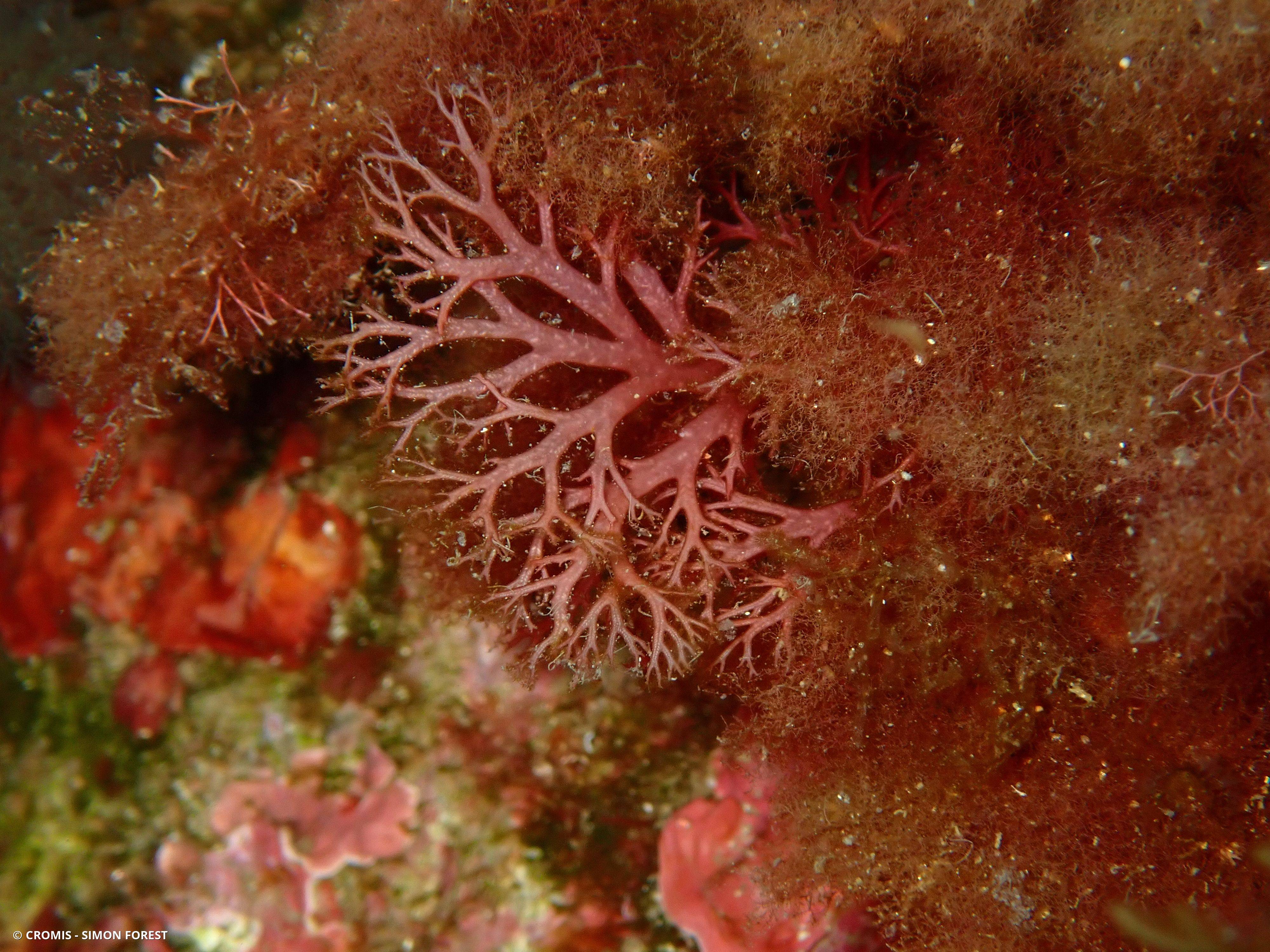 Sphérocoque