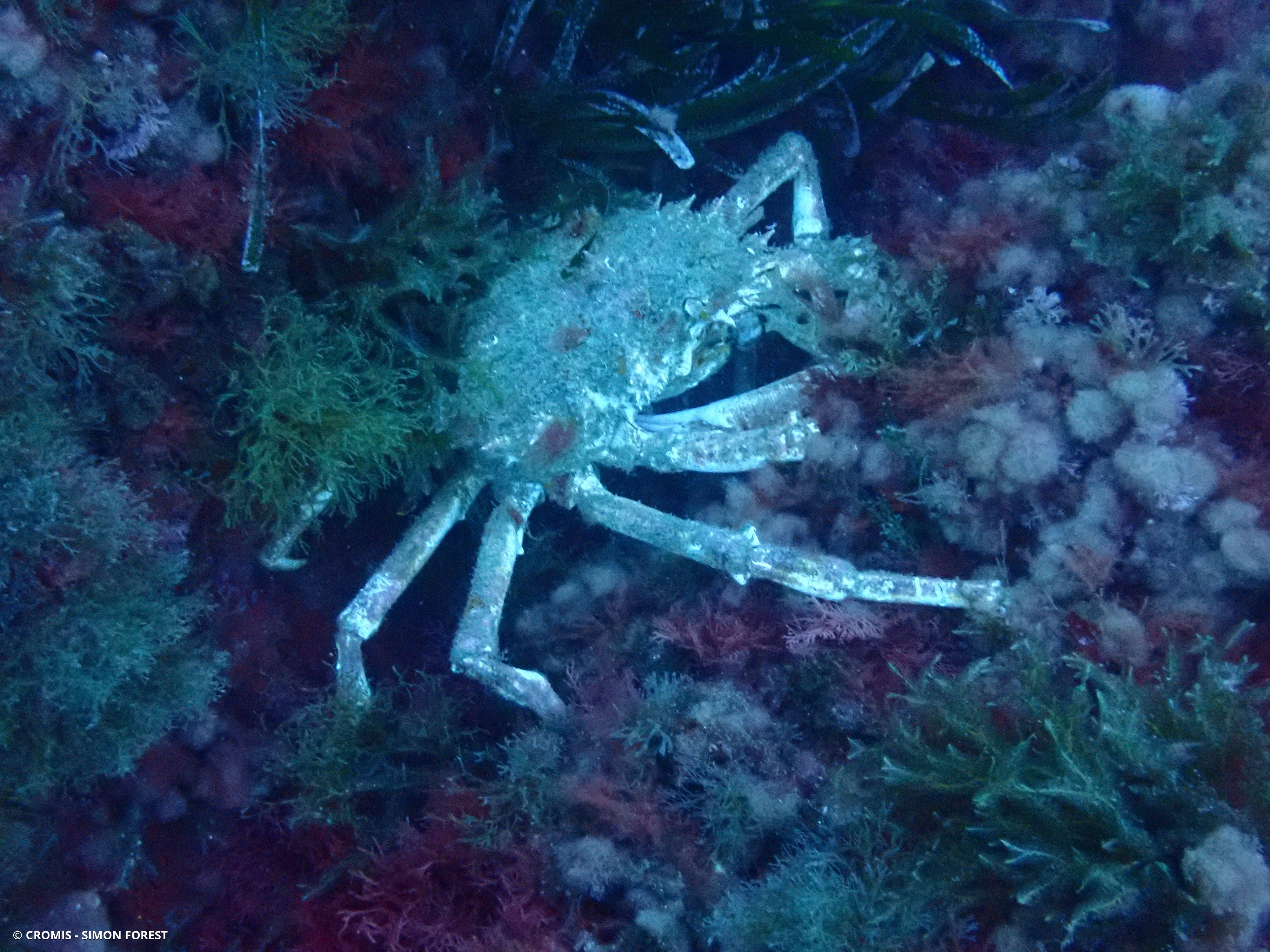 Grande araignée de Méditerranée