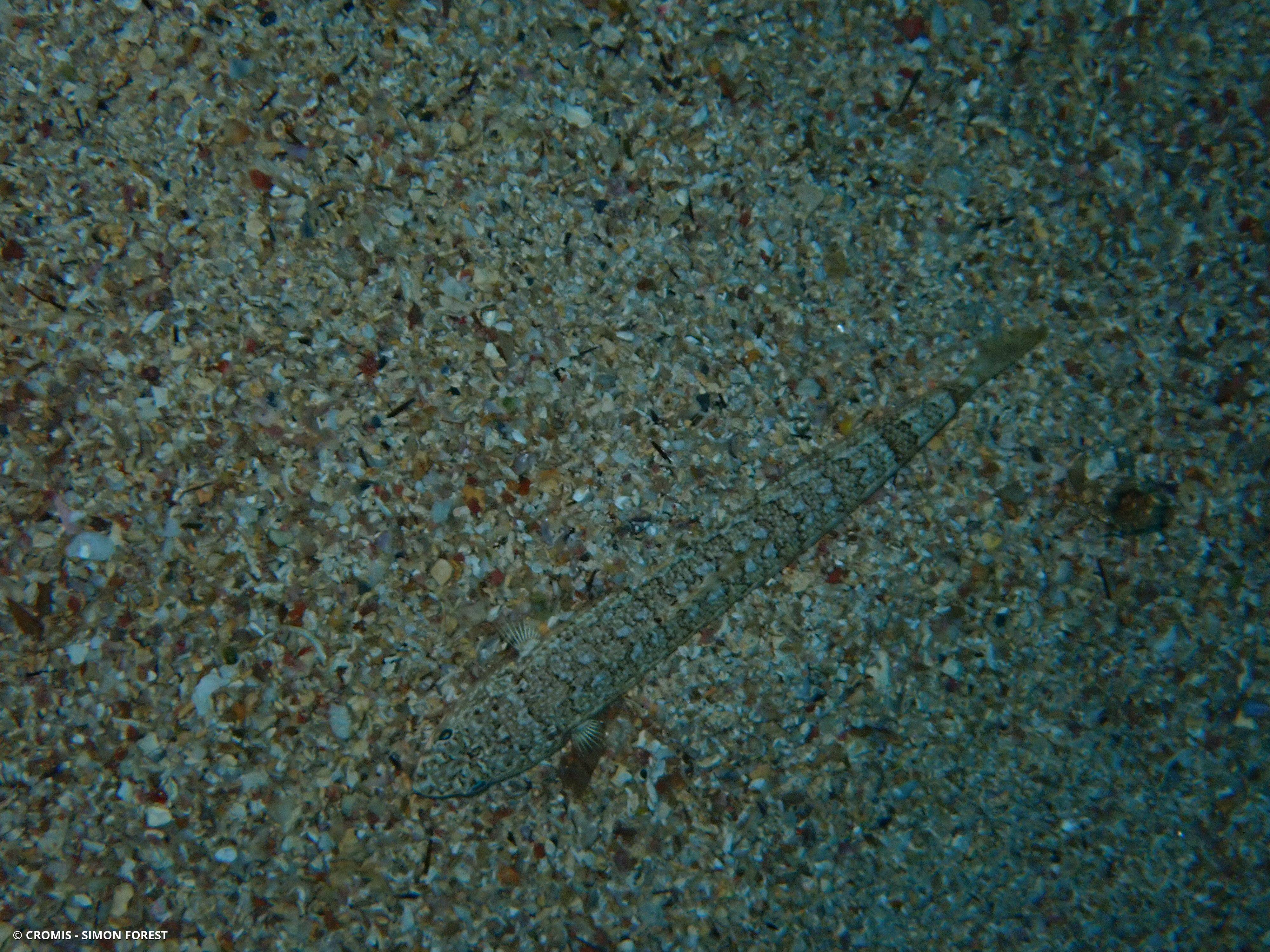 Poisson-lézard rayé
