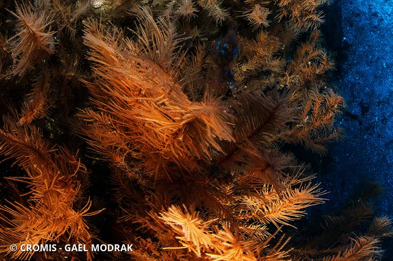 Corail noir canarien