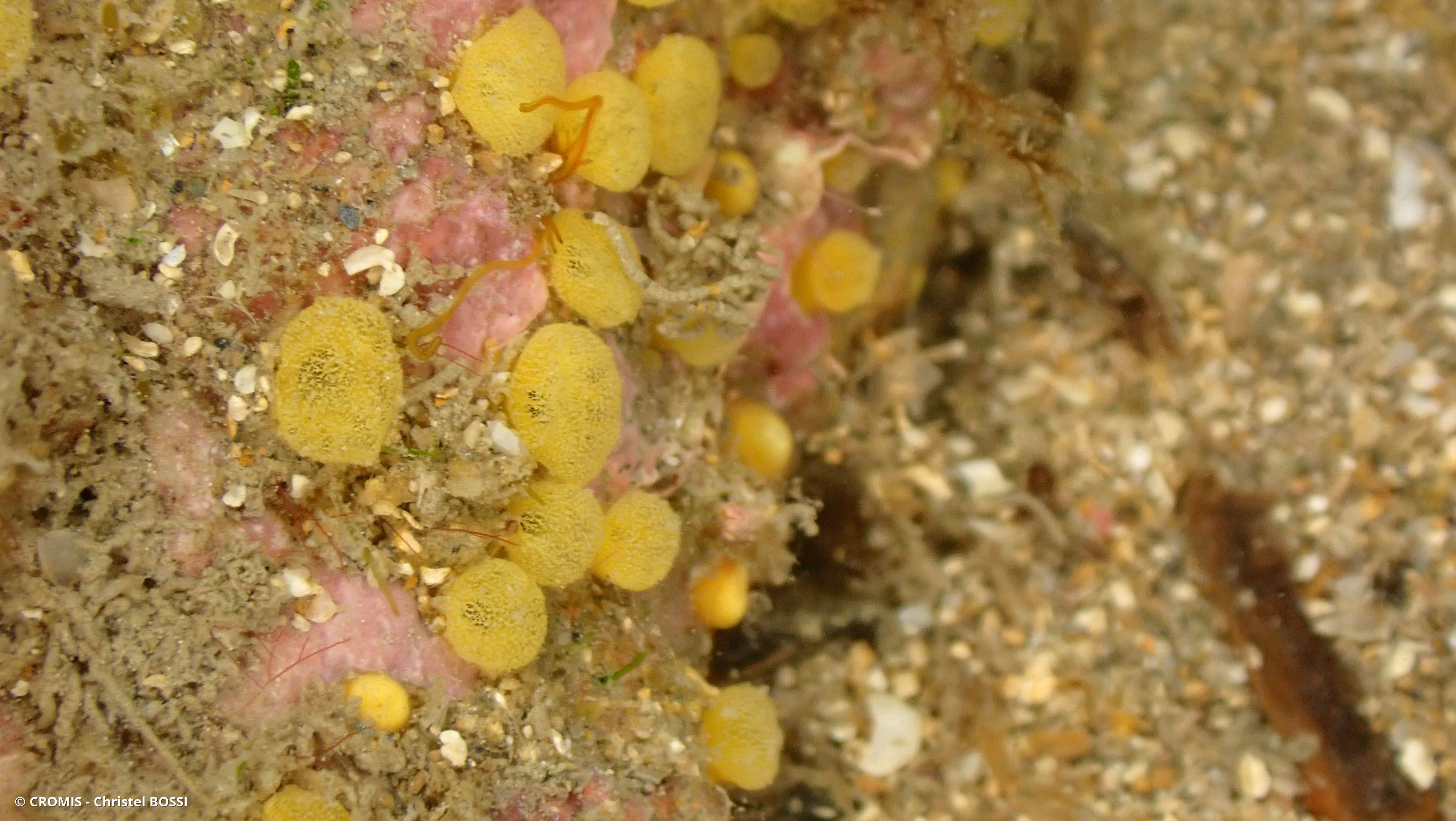 Clione jaune