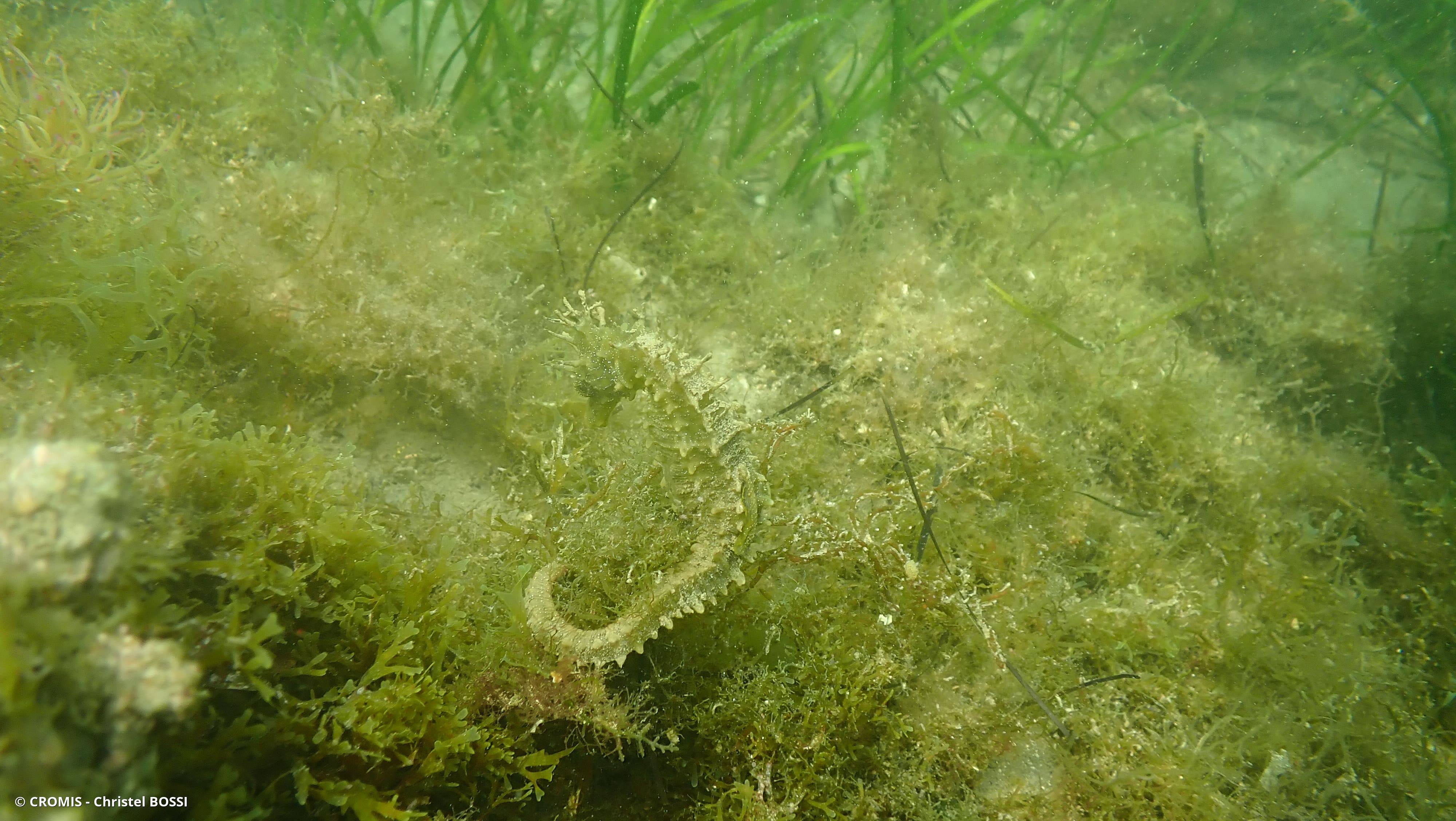 Hippocampe moucheté