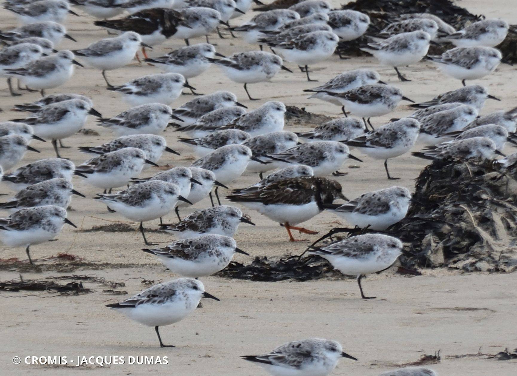 Bécasseau sanderling