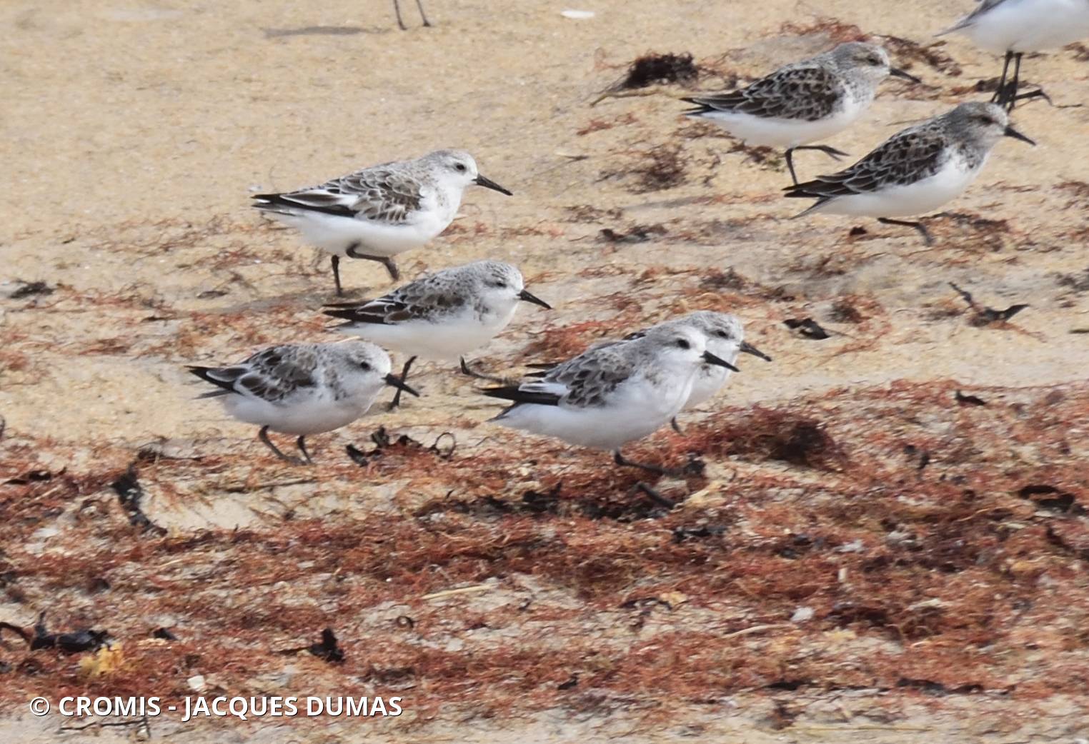 Bécasseau sanderling