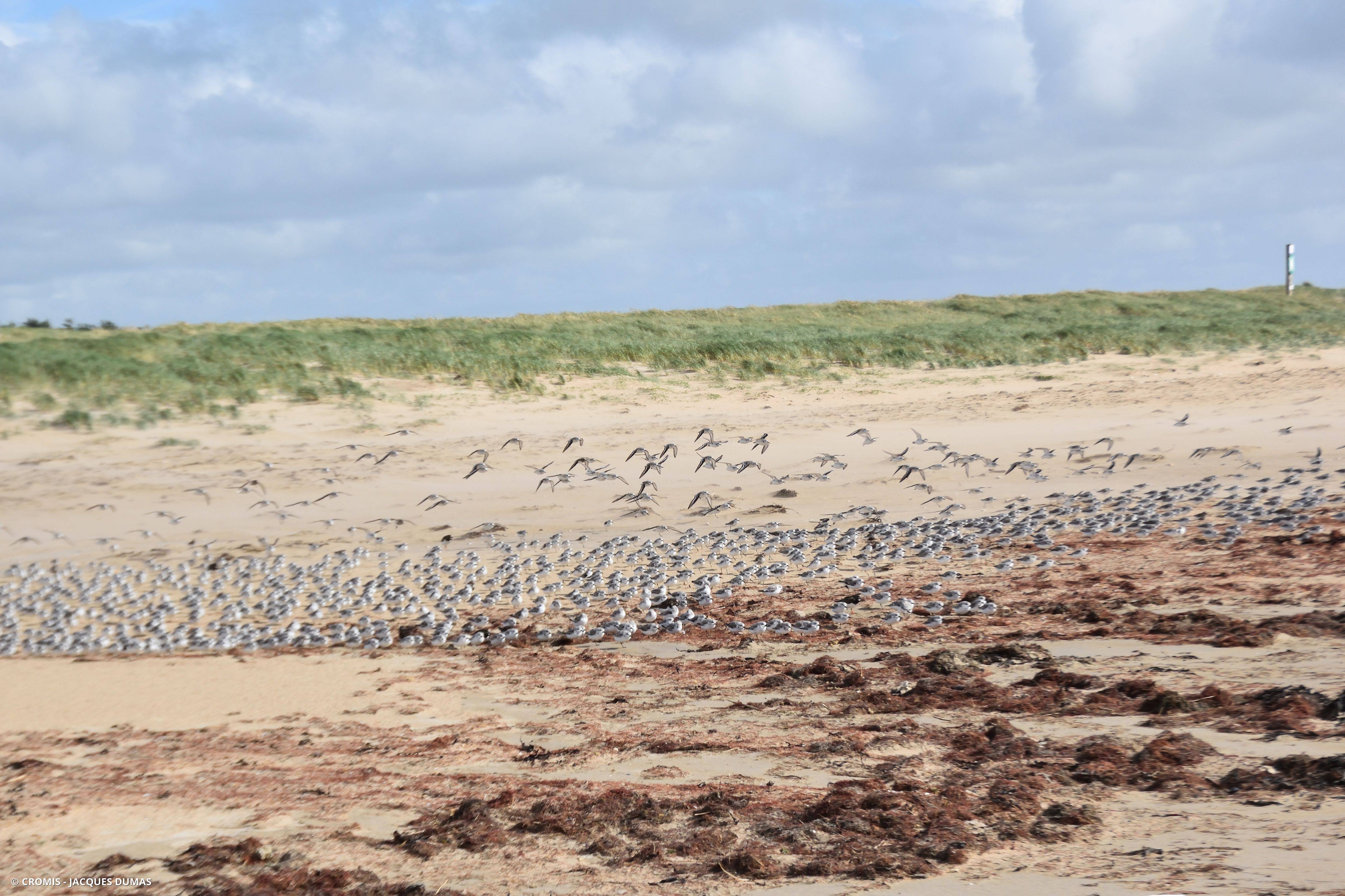 Bécasseau sanderling