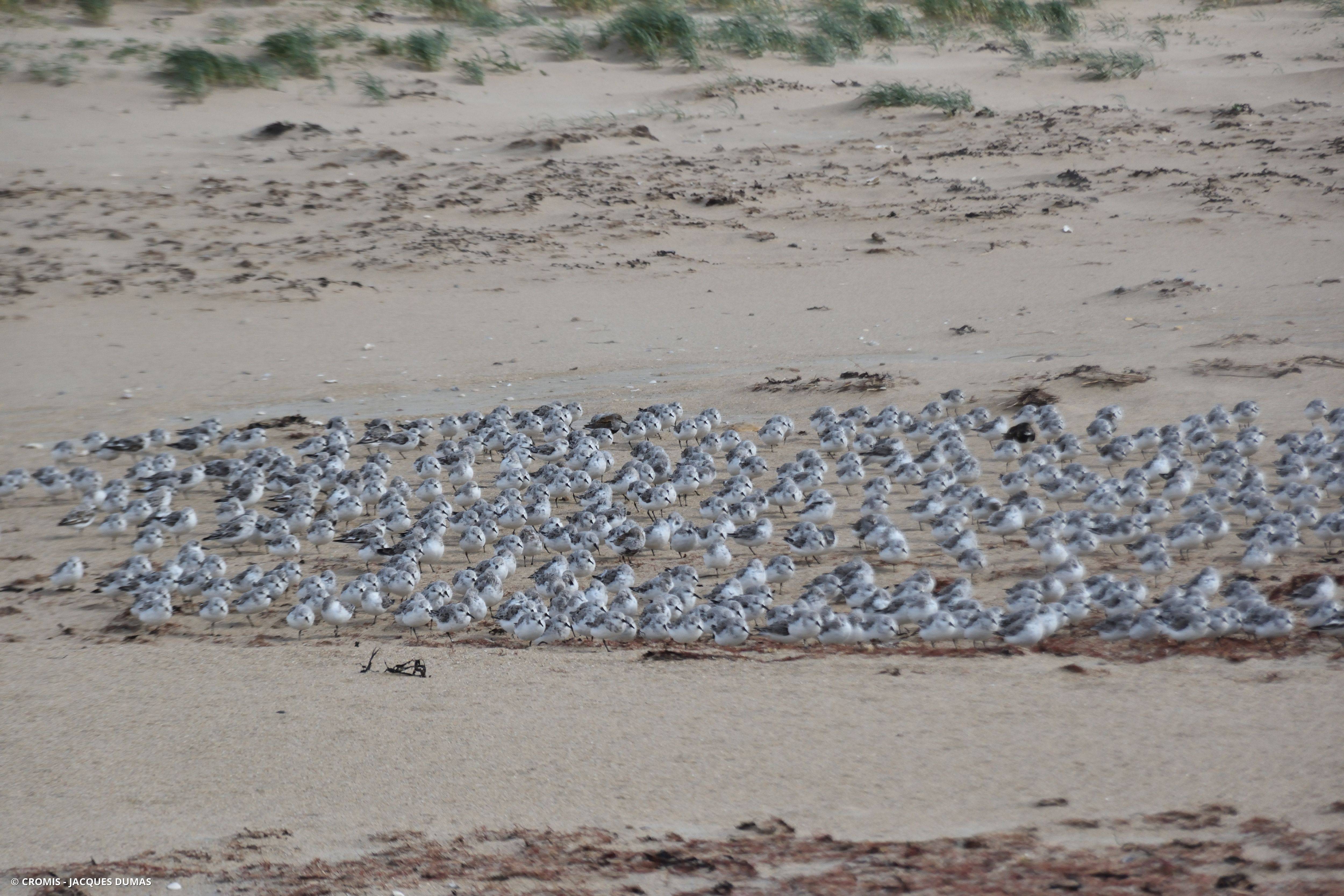 Bécasseau sanderling