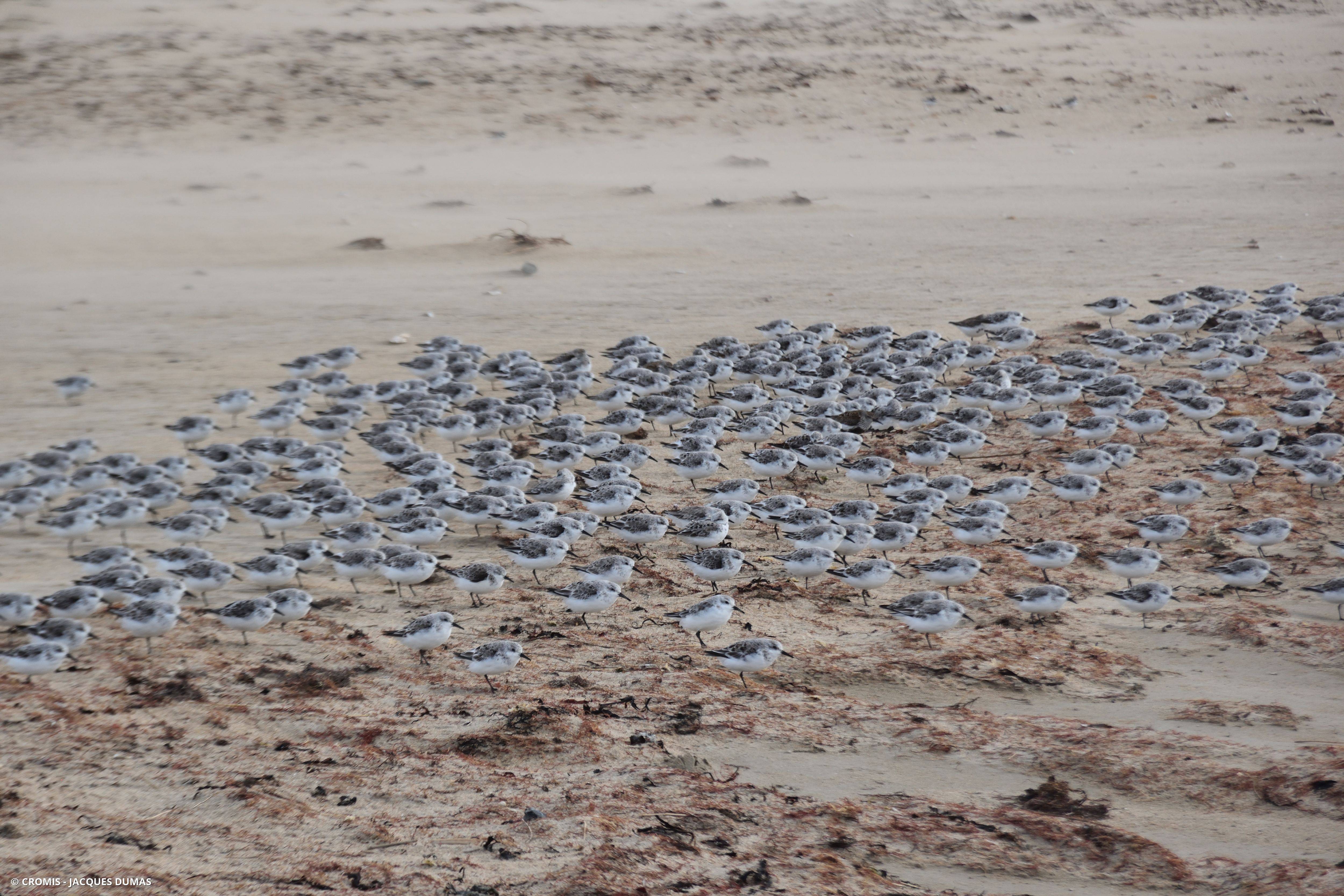Bécasseau sanderling