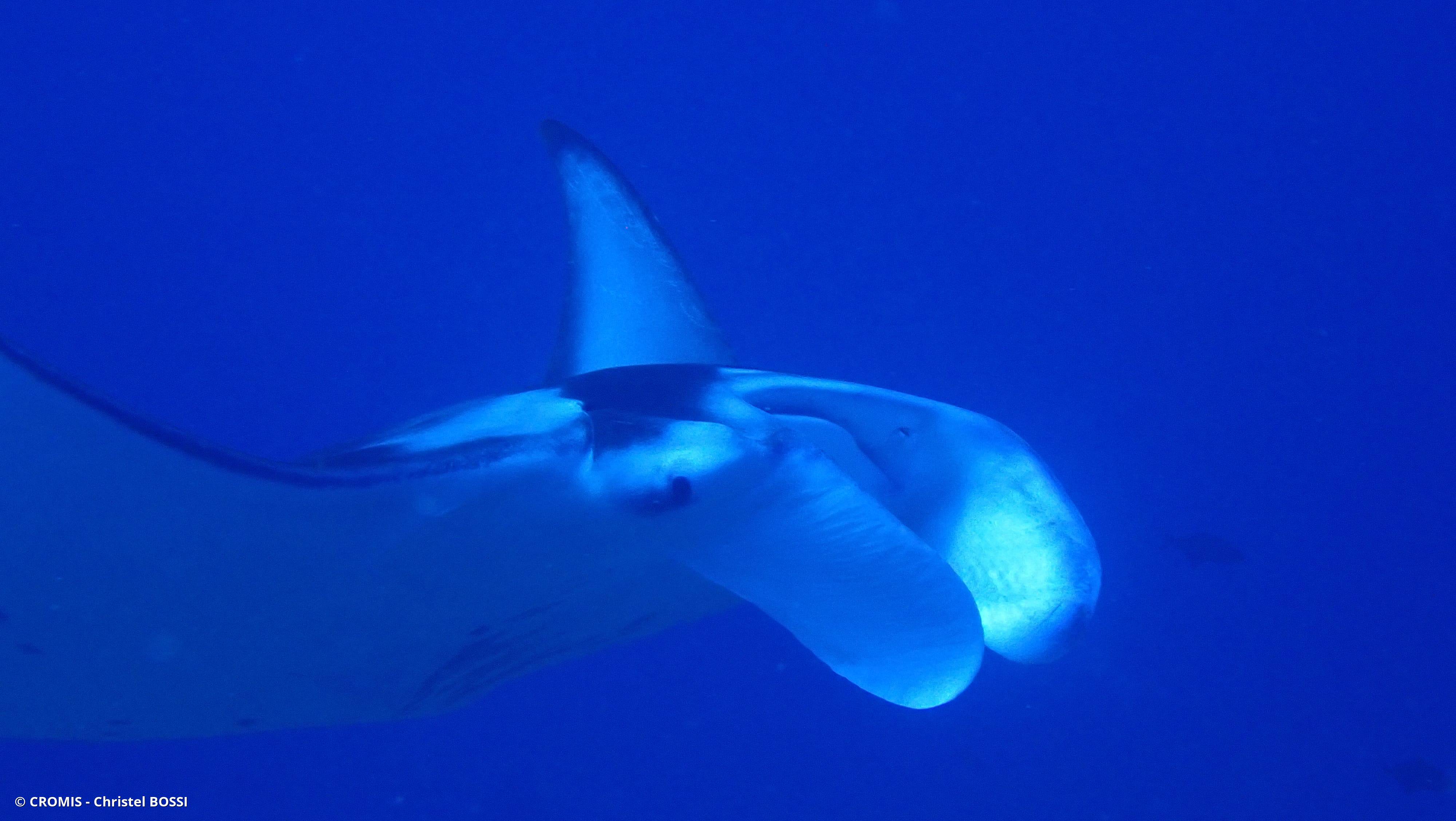 Manta géante
