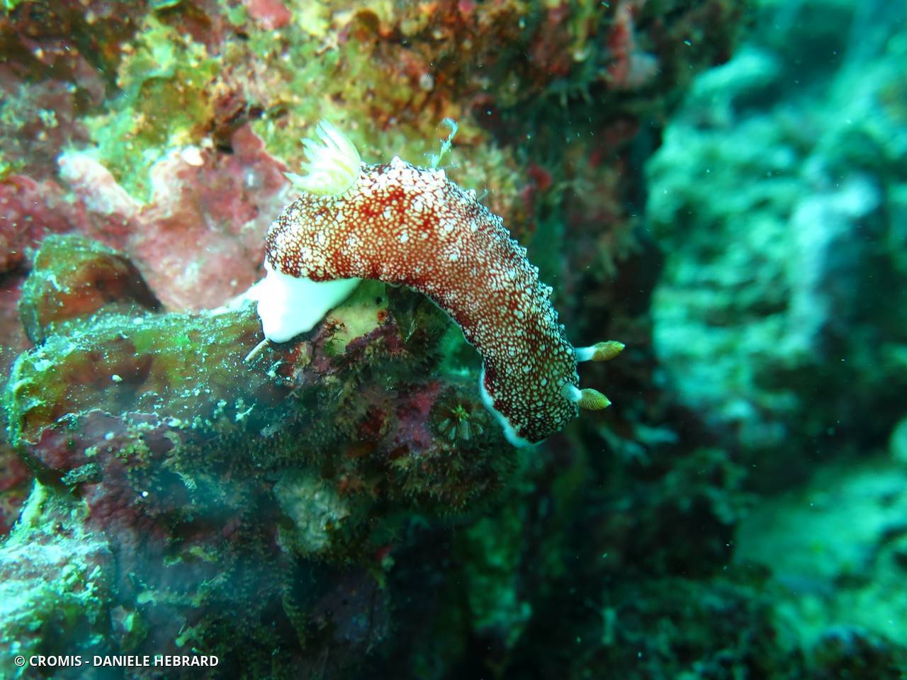 Chromodoris réticulée