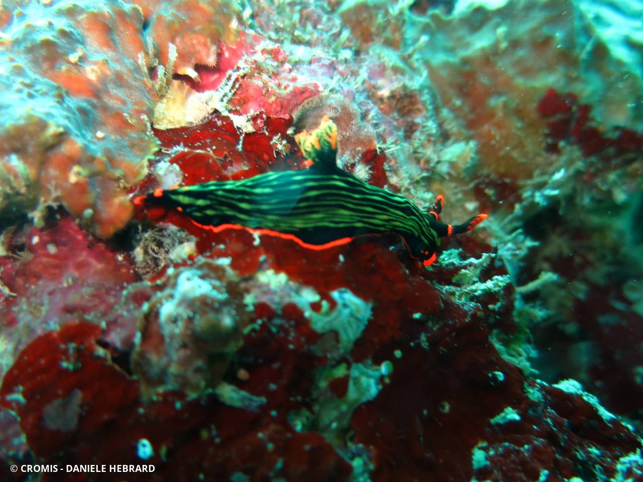 Nembrotha de Kubary