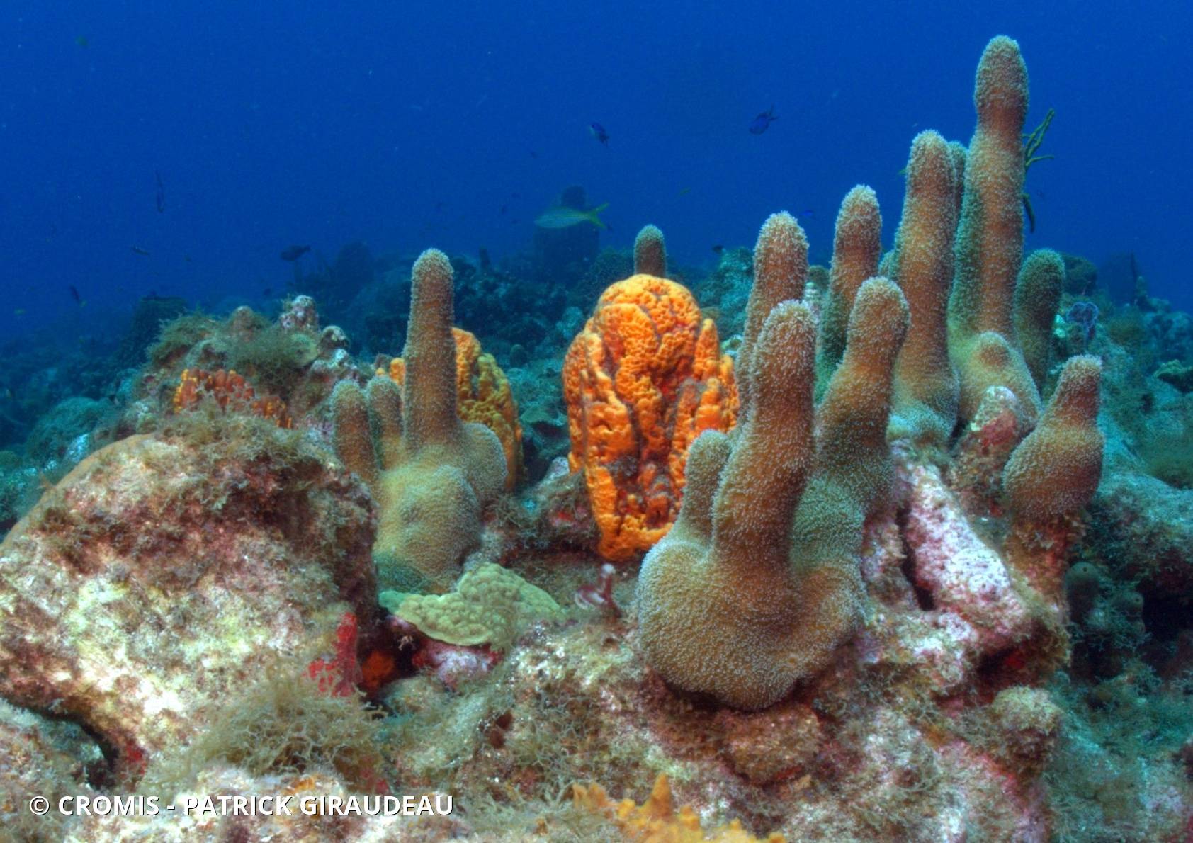 Corail cierge
