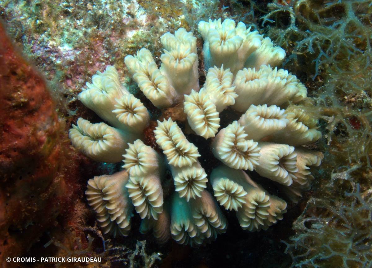 Corail fleur doux