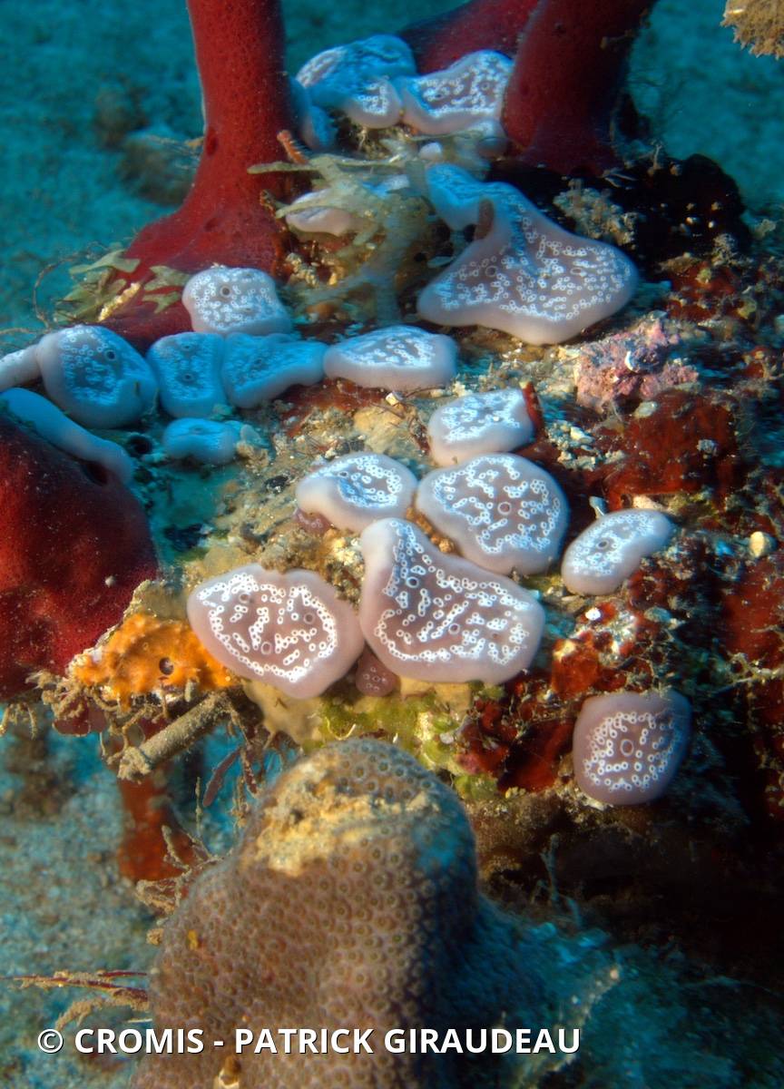 Trididemnum à cyanobactérie