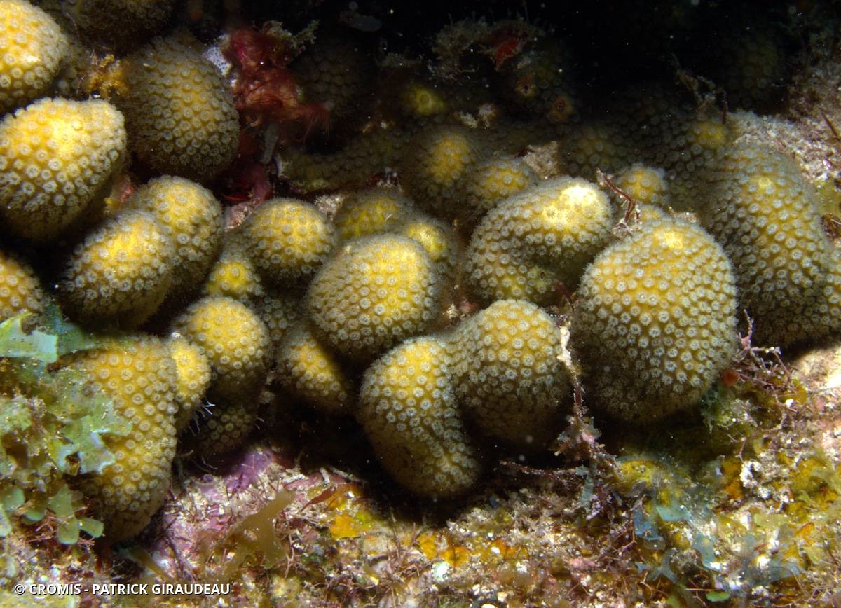 Corail étoilé lobé