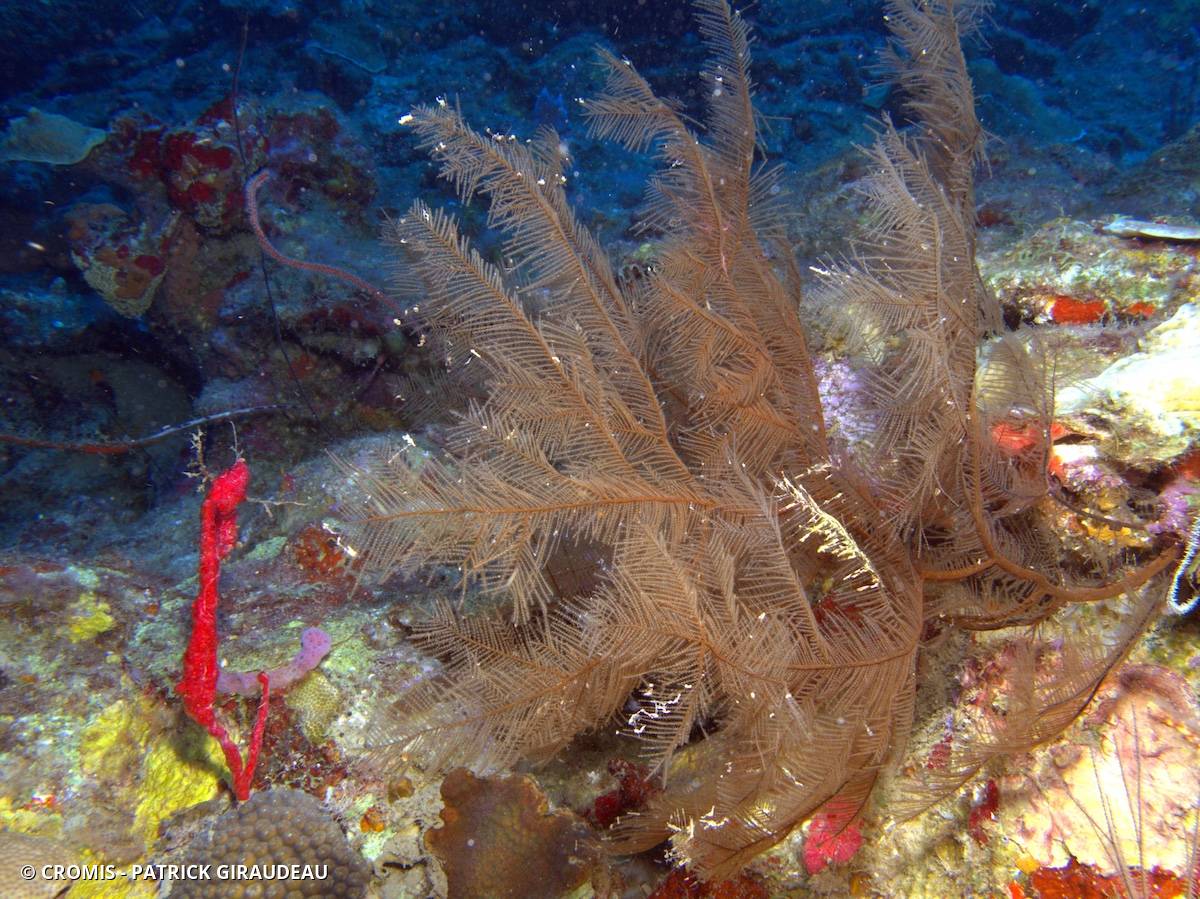 Corail noir plumeux
