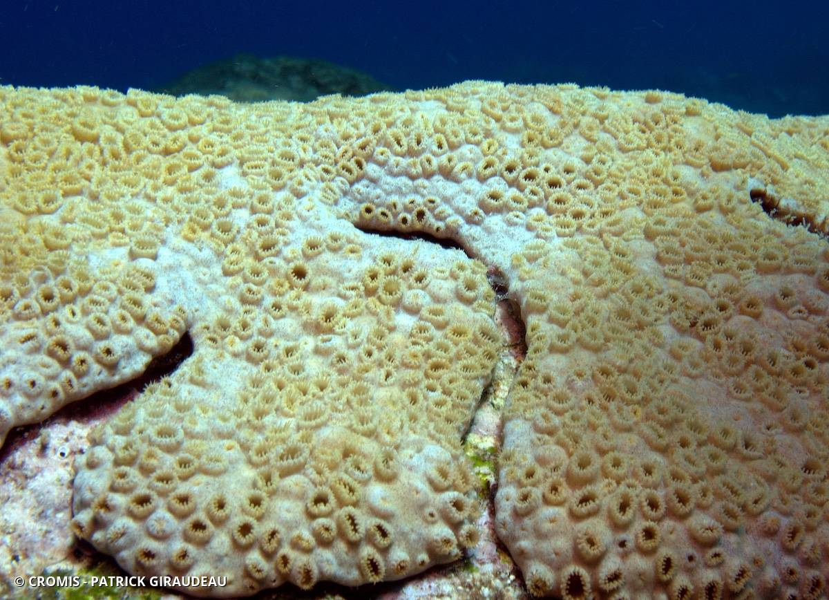 Zoanthaire caraïbe brun