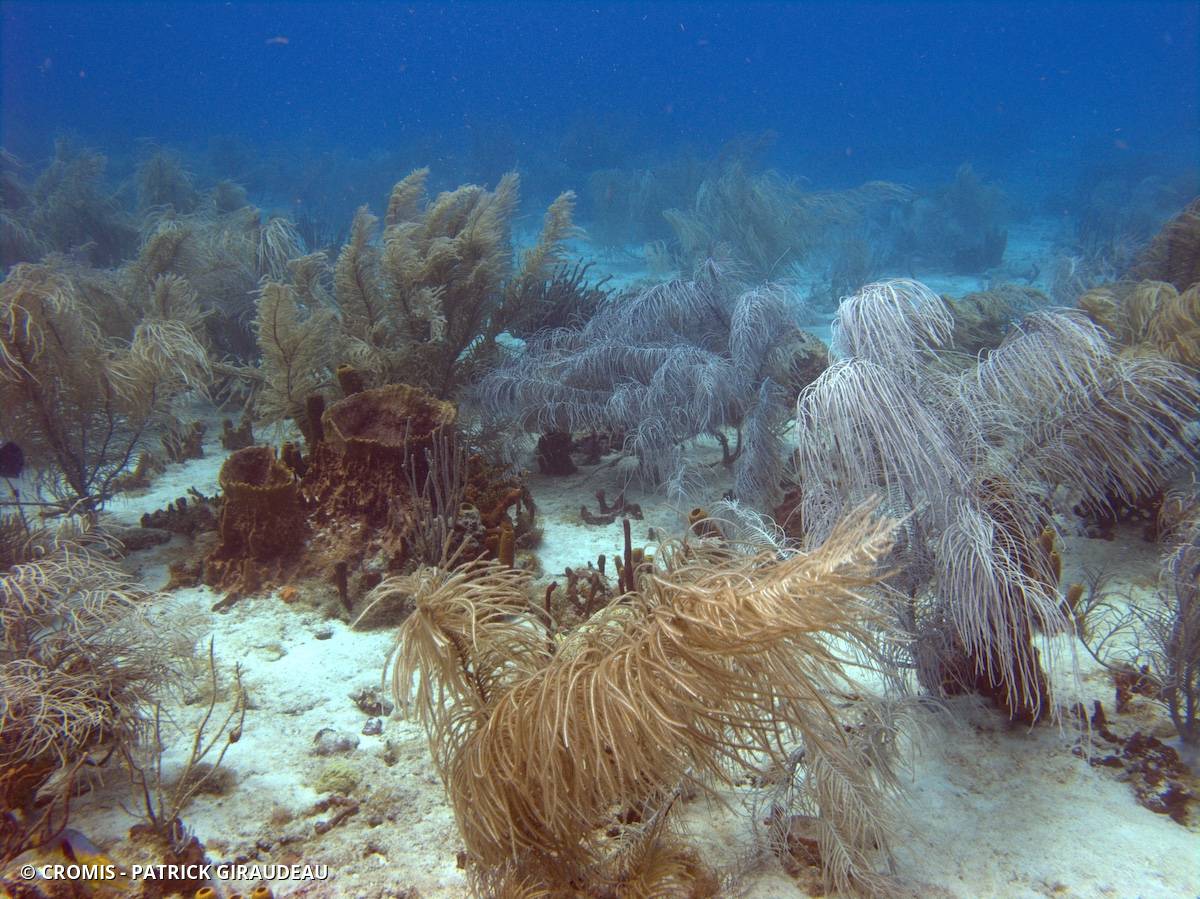 Gorgones des Antilles