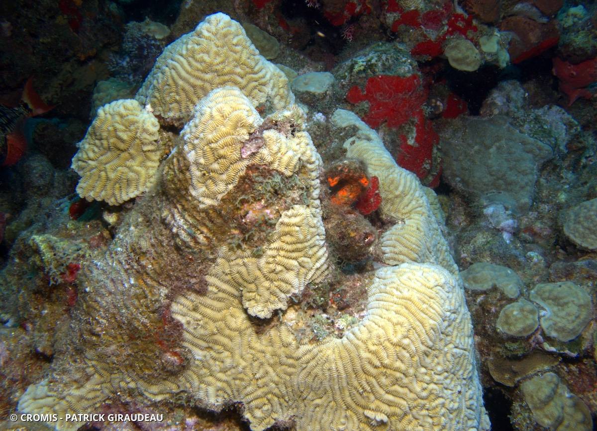 Corail méandreux