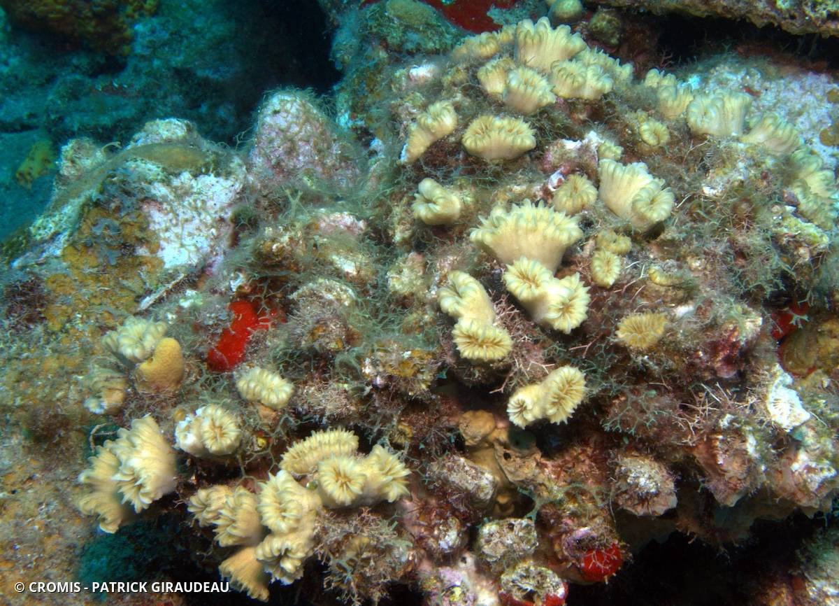 Corail fleur doux