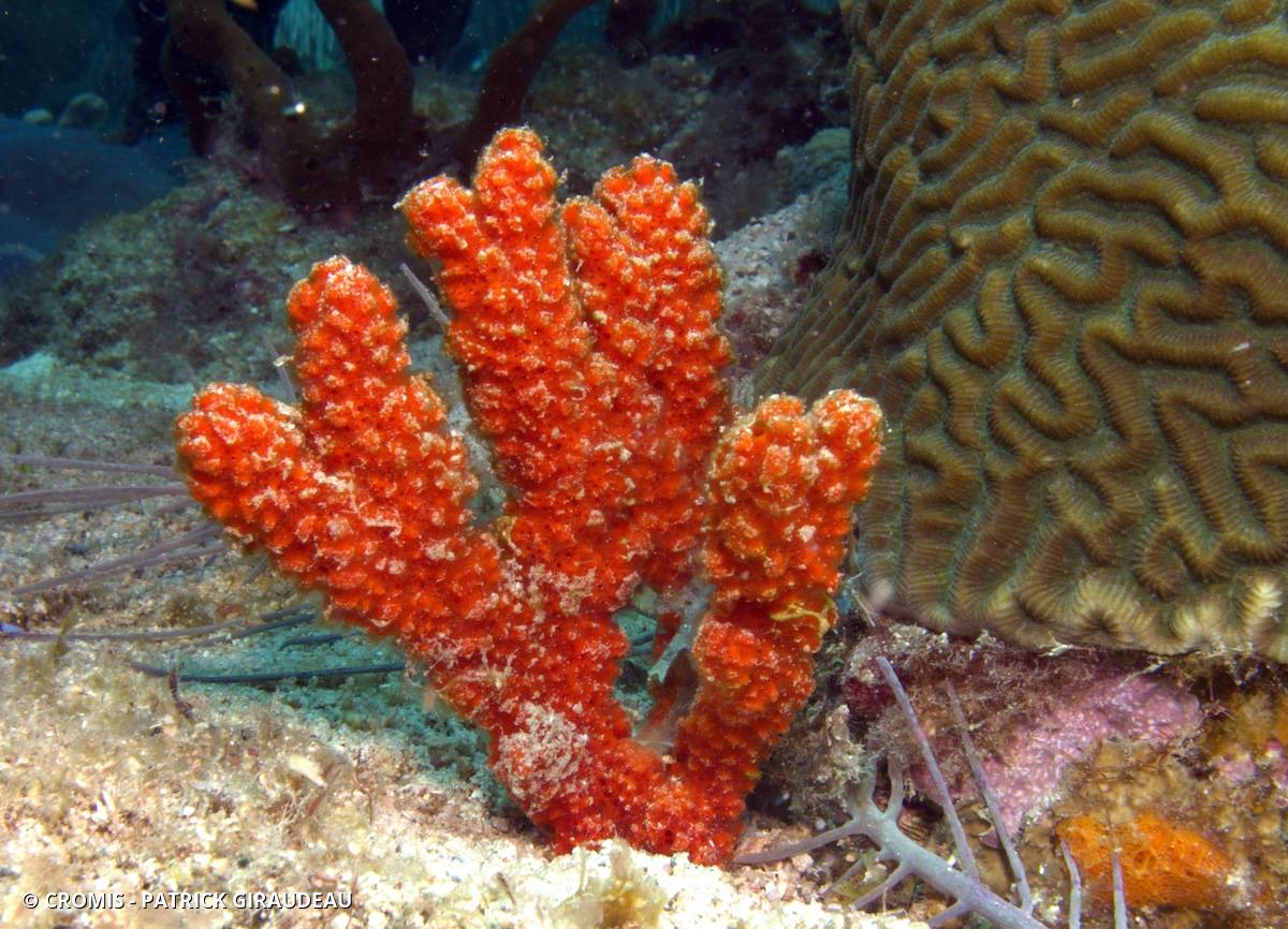 Eponge buisson orange