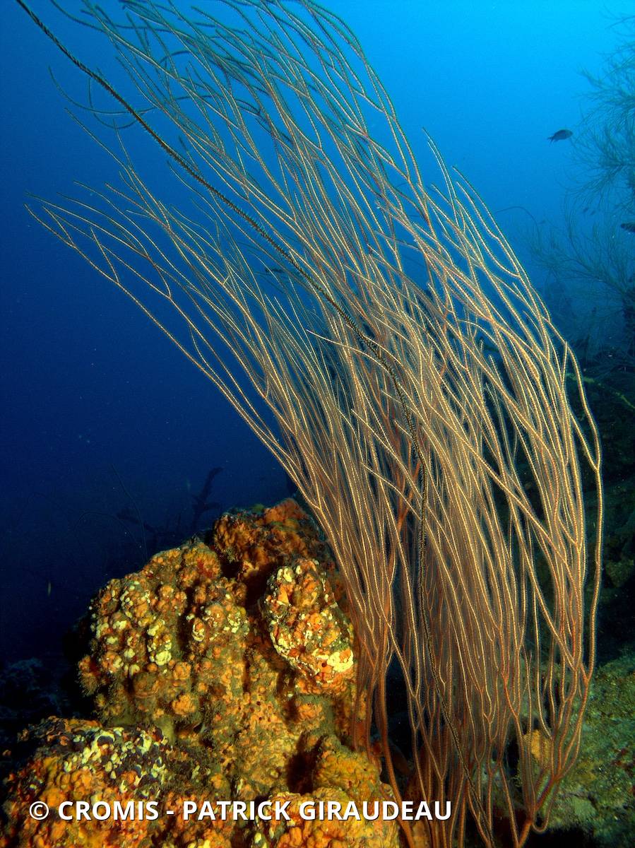 Gorgone fouet des Caraïbes