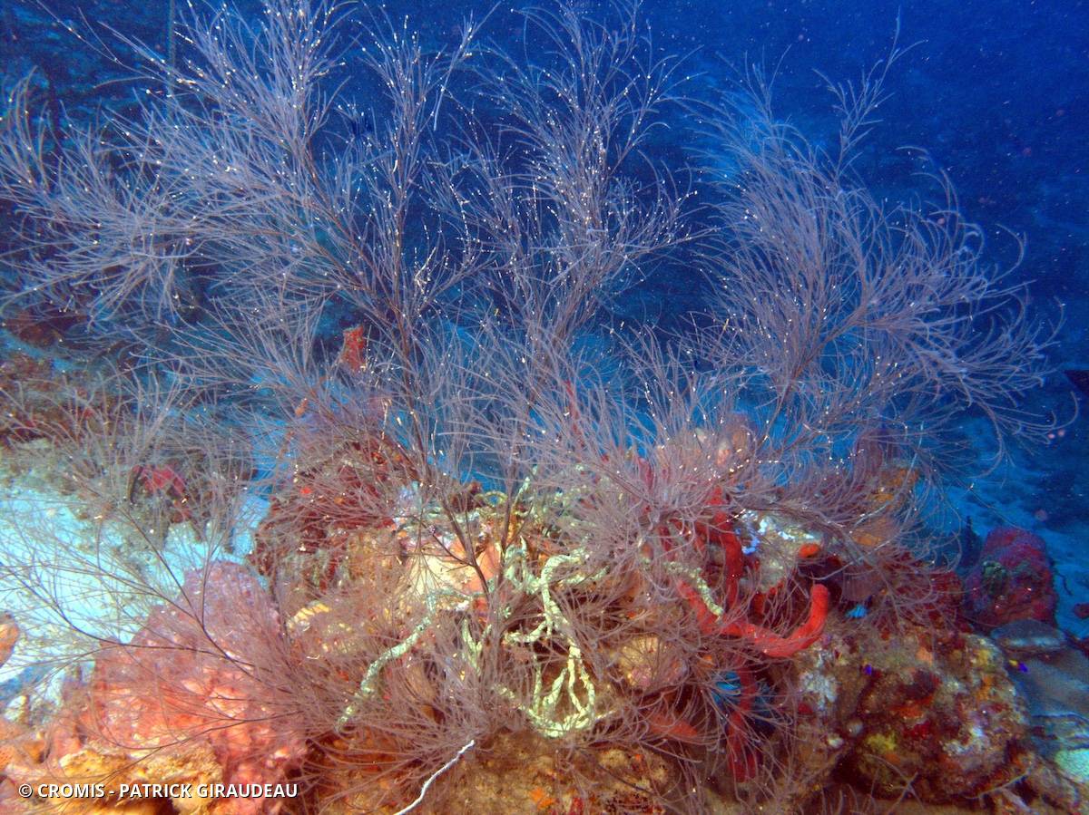 Corail noir tropical