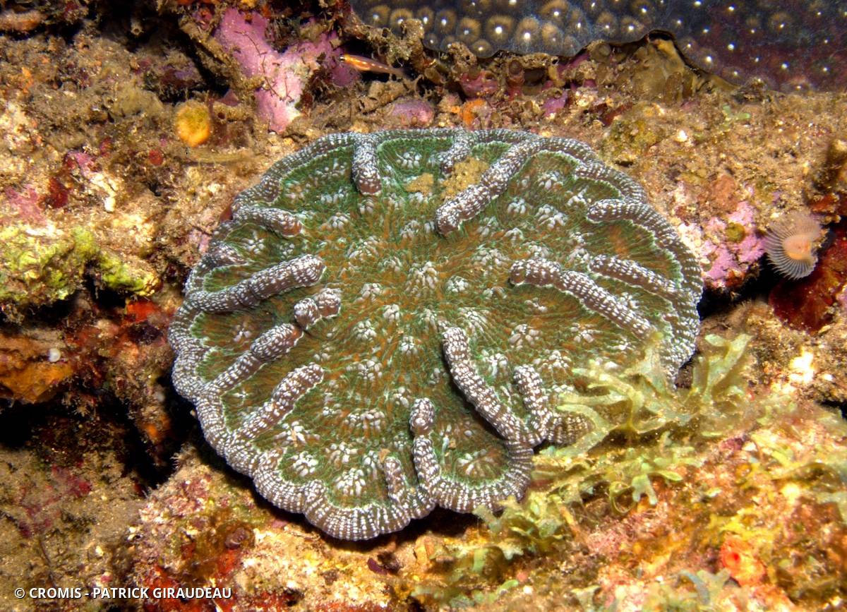 Corail cactus à bosses