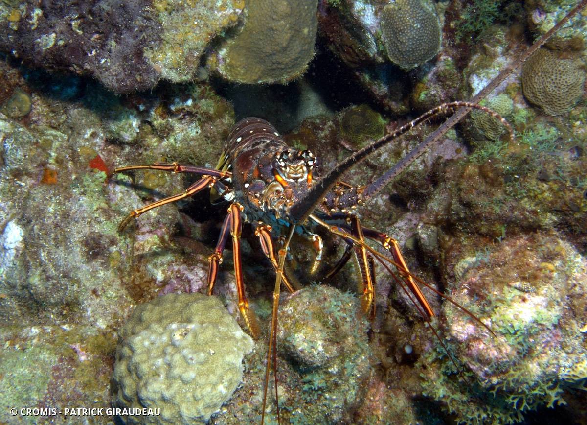 Langouste des Caraïbes
