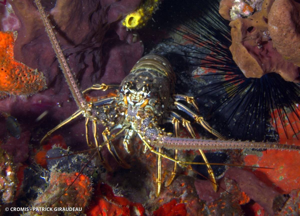 Langouste des Caraïbes