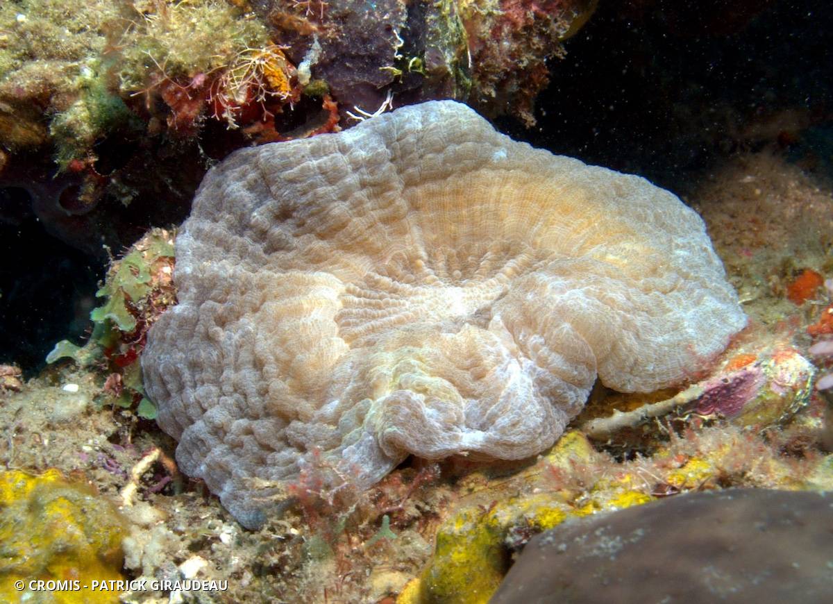 Corail coeur d'artichaut
