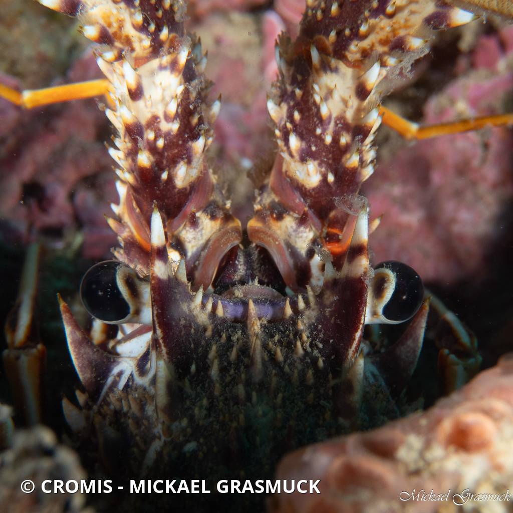 Langouste rouge