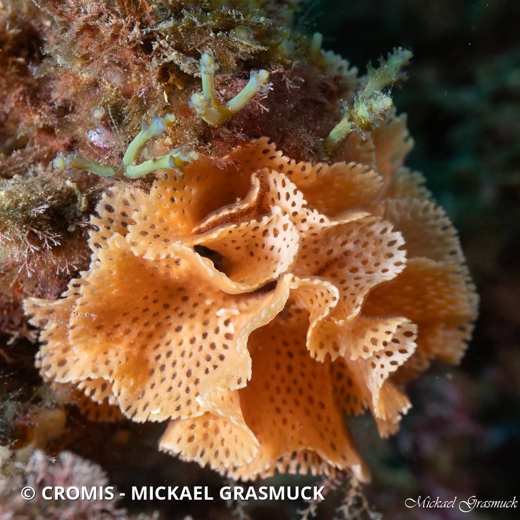 Dentelle de Neptune
