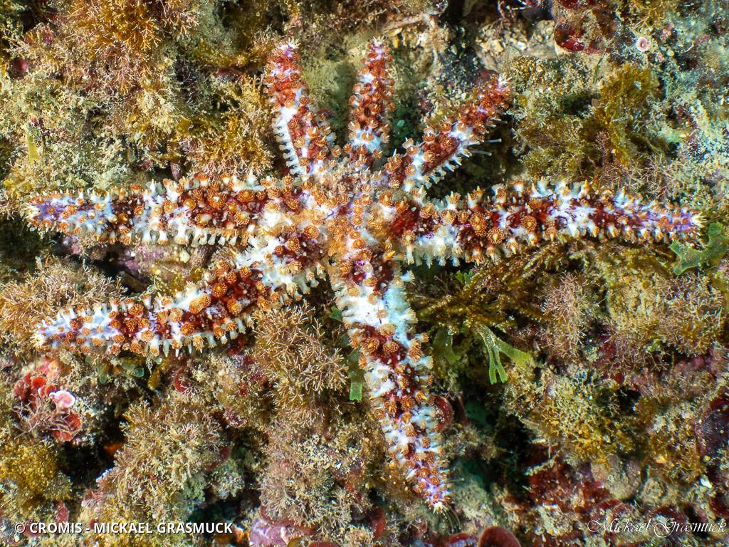 Etoile de mer épineuse