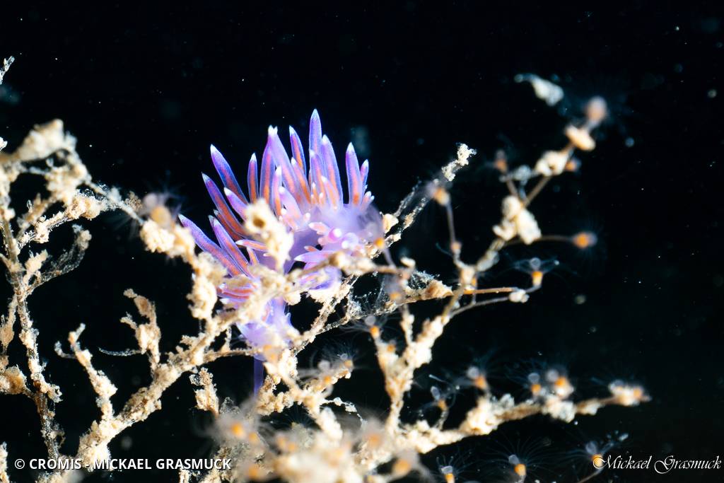 Coryphelle mauve