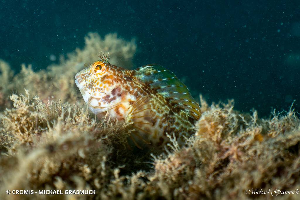 Blennie pilicorne
