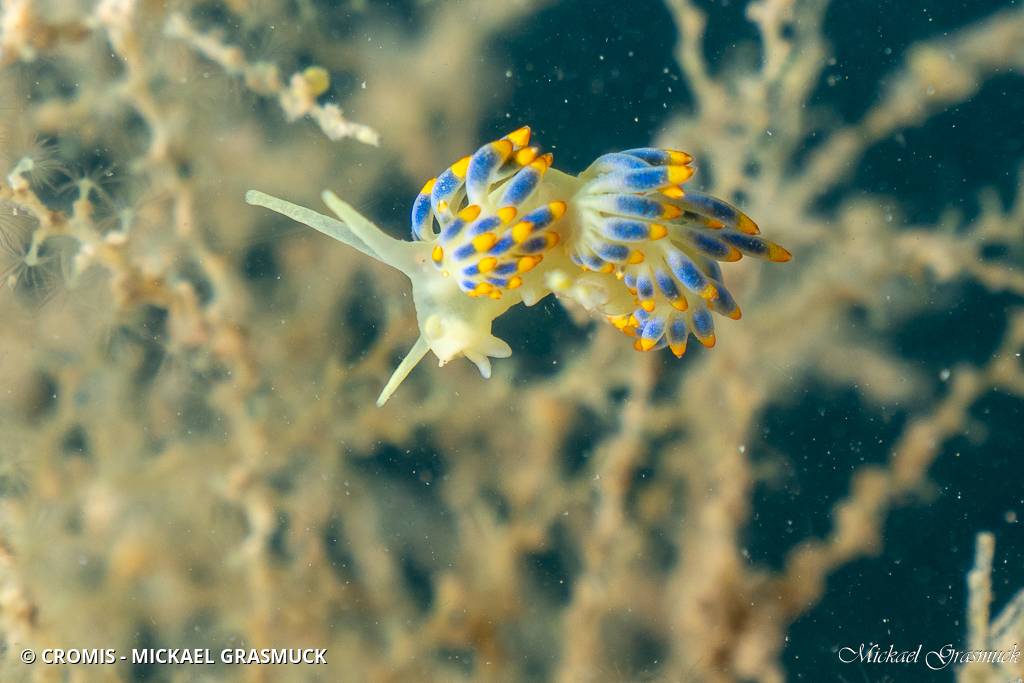 Cuthona bleue