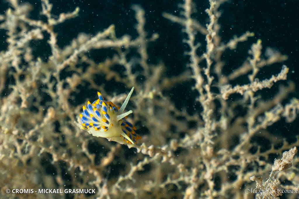 Cuthona bleue