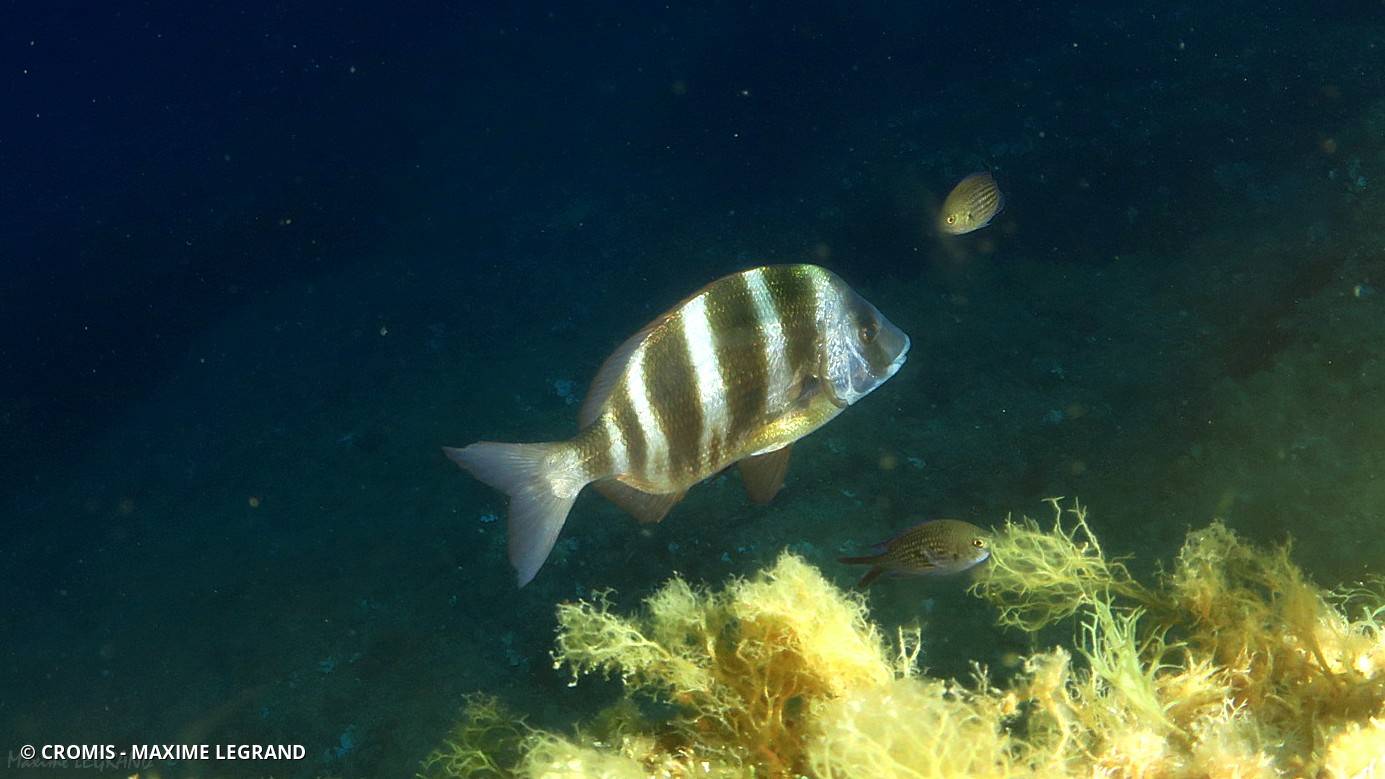 Sar tambour
